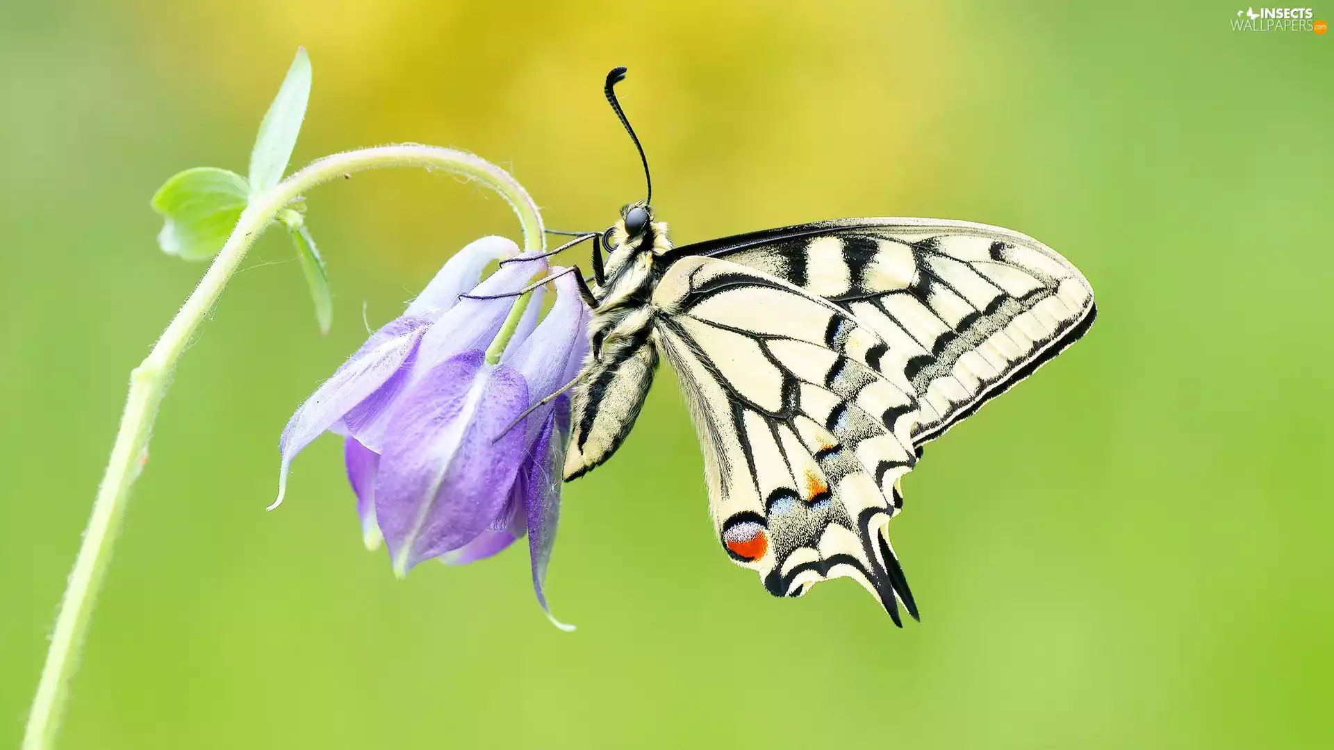 Colourfull Flowers, rapprochement, Oct Queen, Violet, butterfly