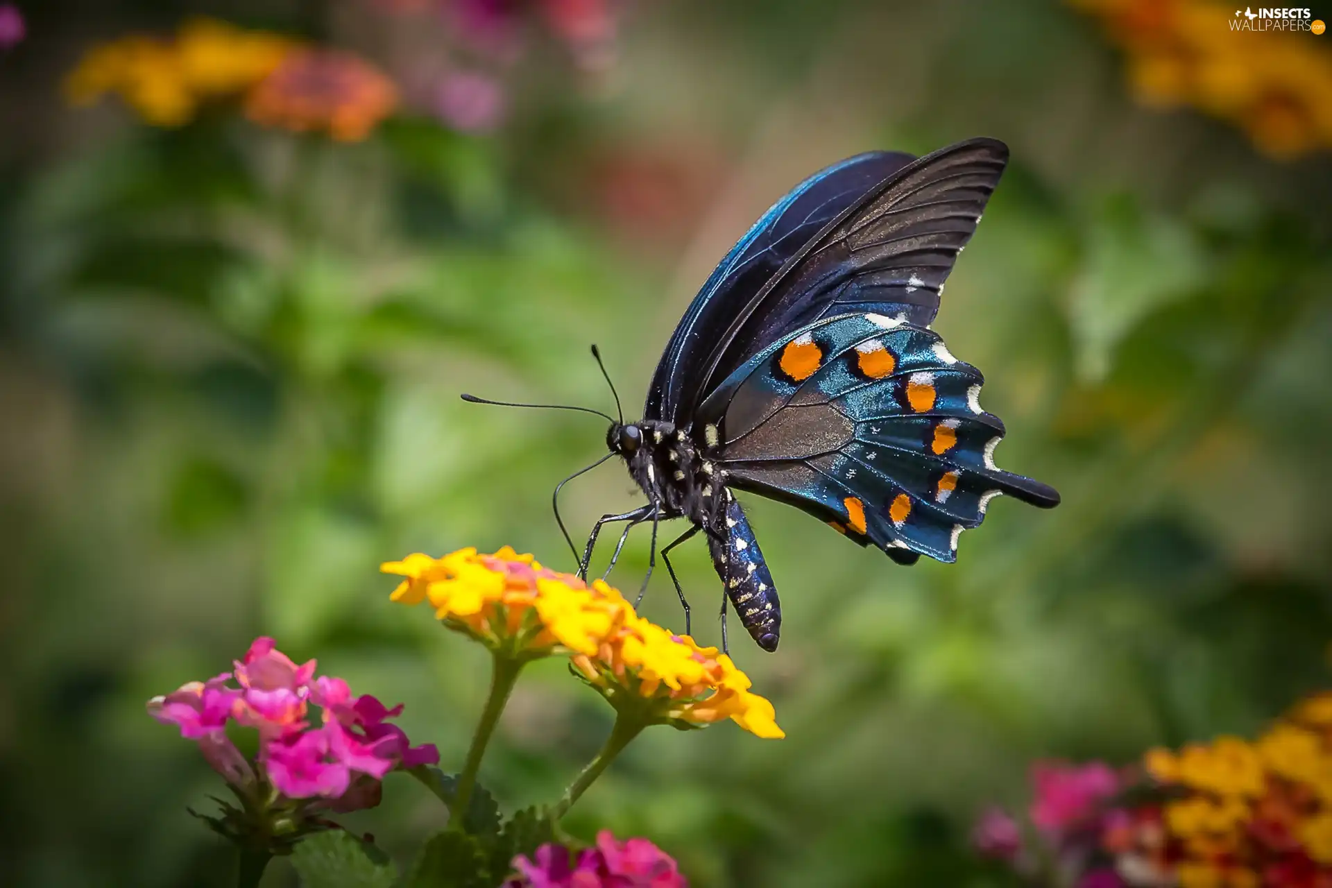 butterfly, Flowers, animals, Old World Wwallowtail