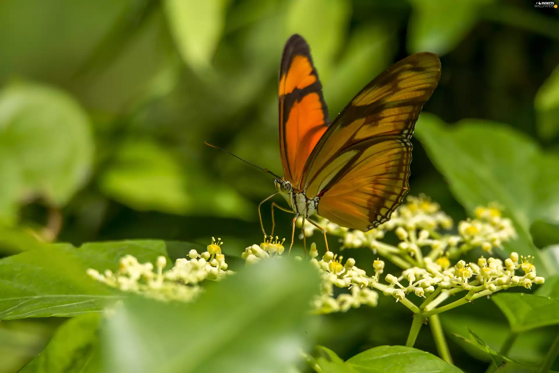 White, color, green ones, Leaf, Flowers, butterfly