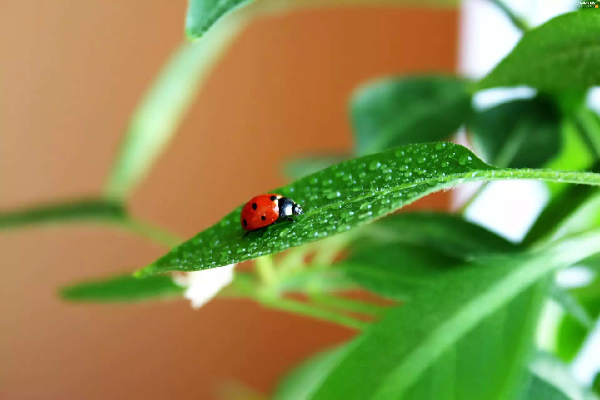 drops, Rosy, green ones, leaves, ladybird