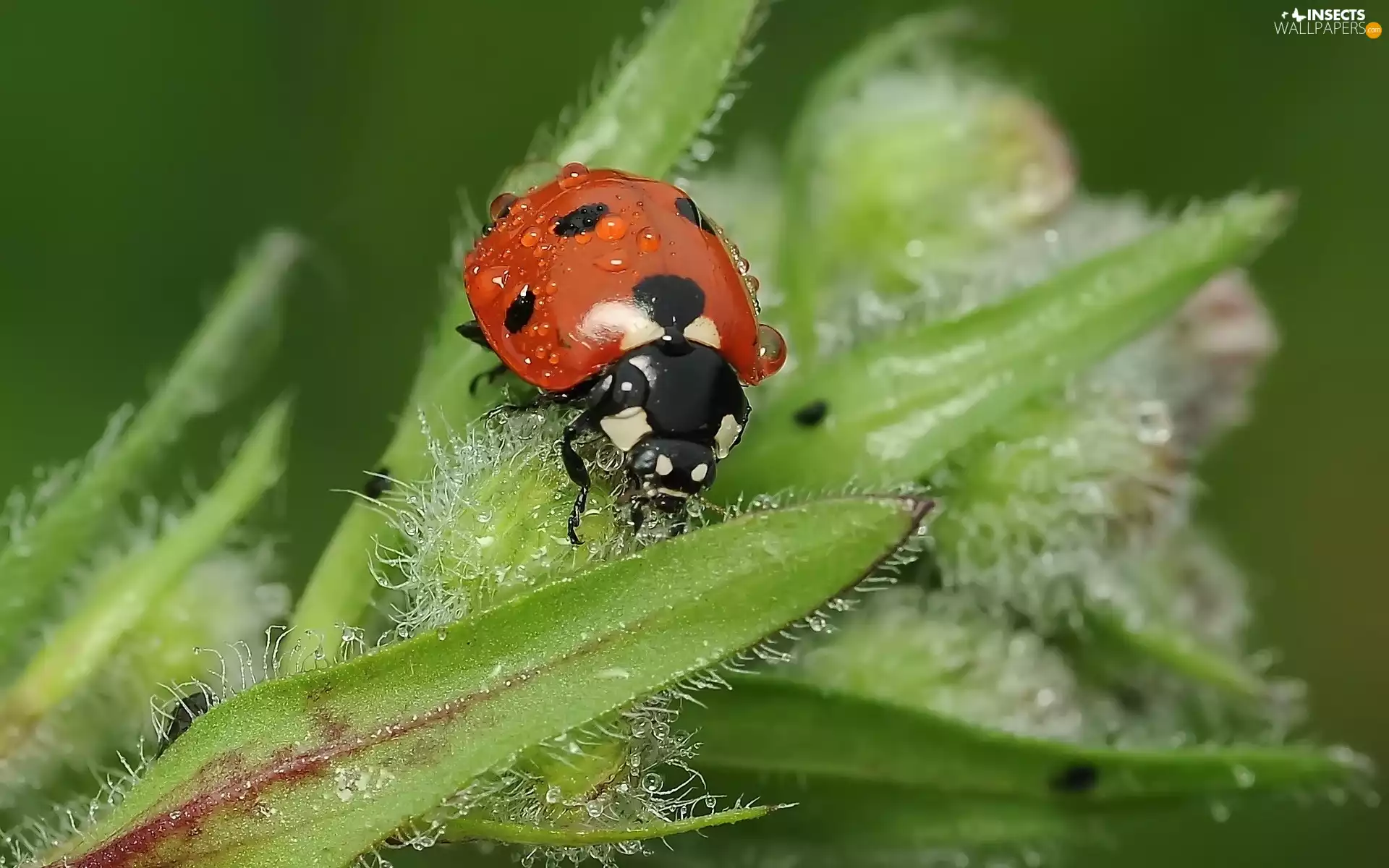 Leaf, ladybird, green ones