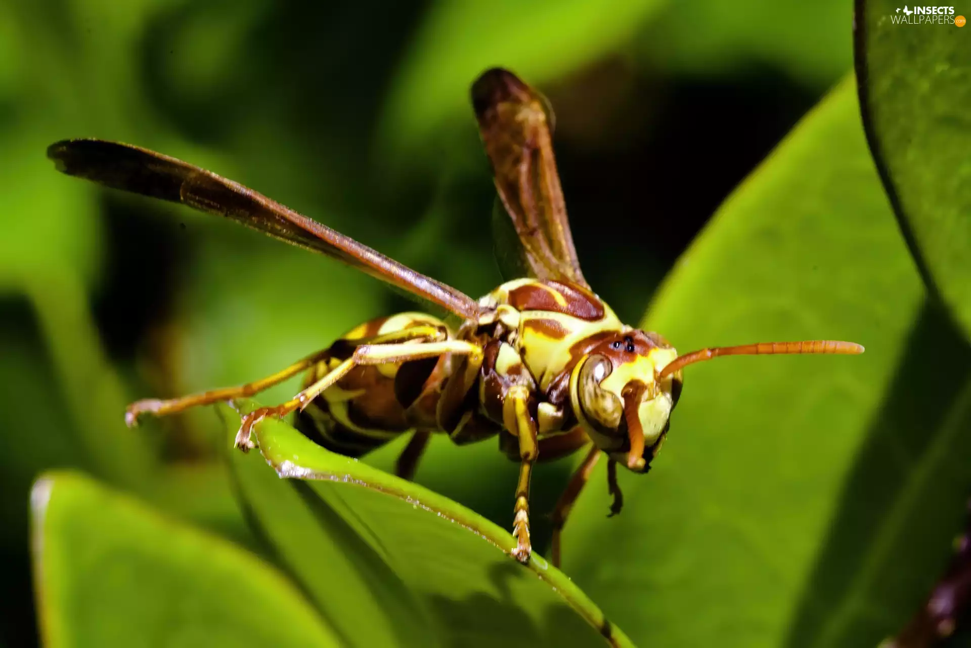 Leaf, wasp, green ones