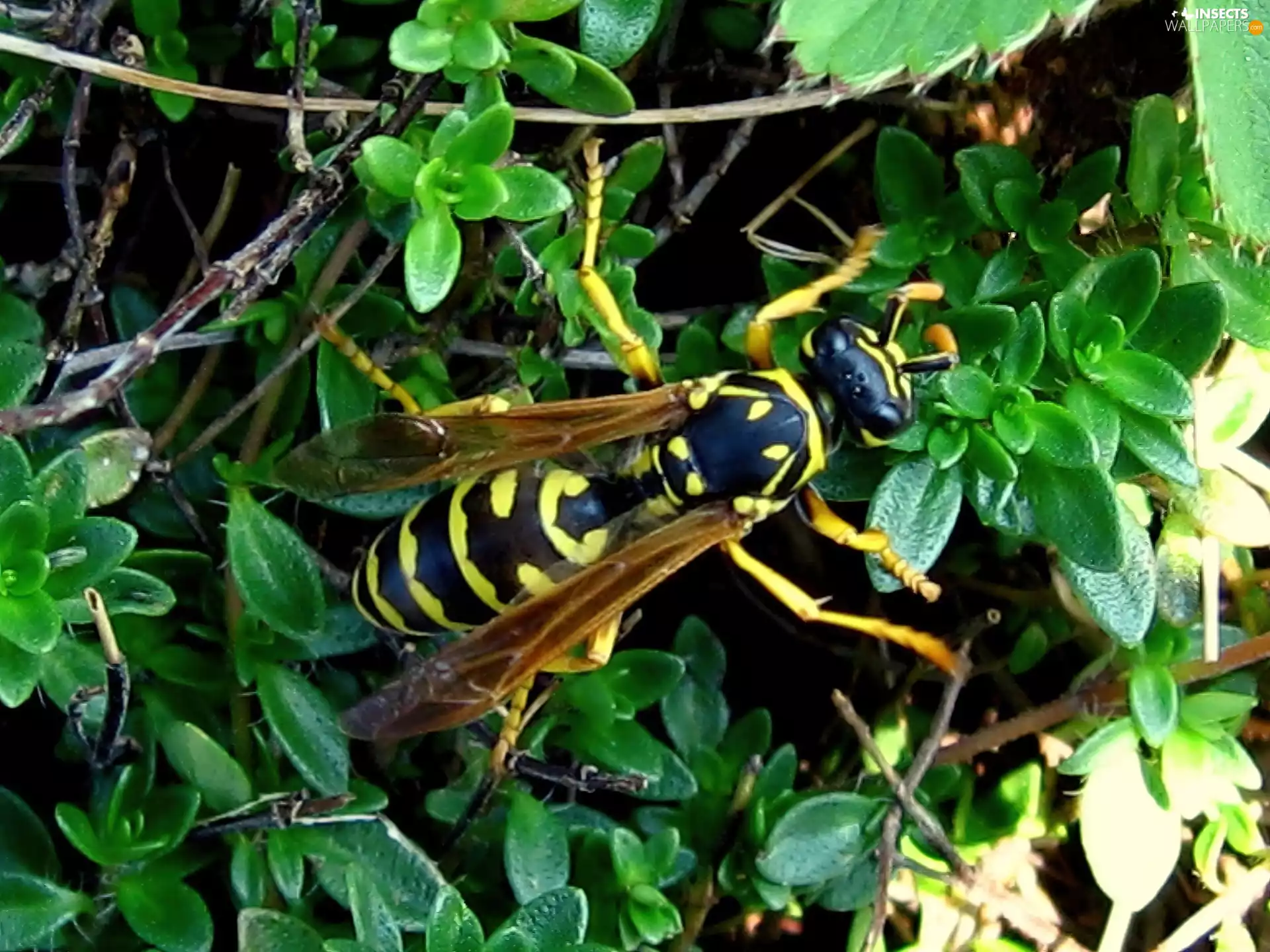 leaves, wasp, green ones