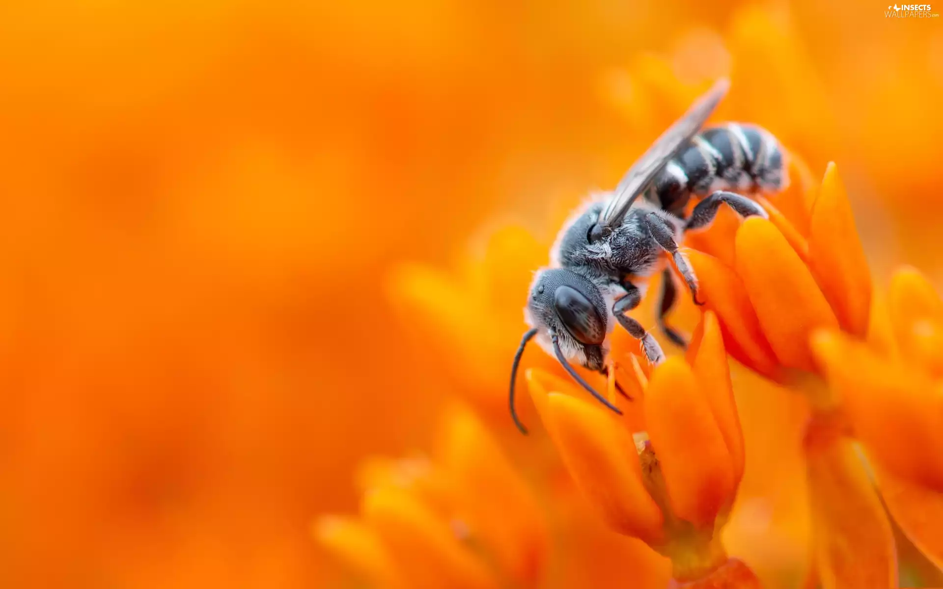 bee, Flowers, Close, Orange