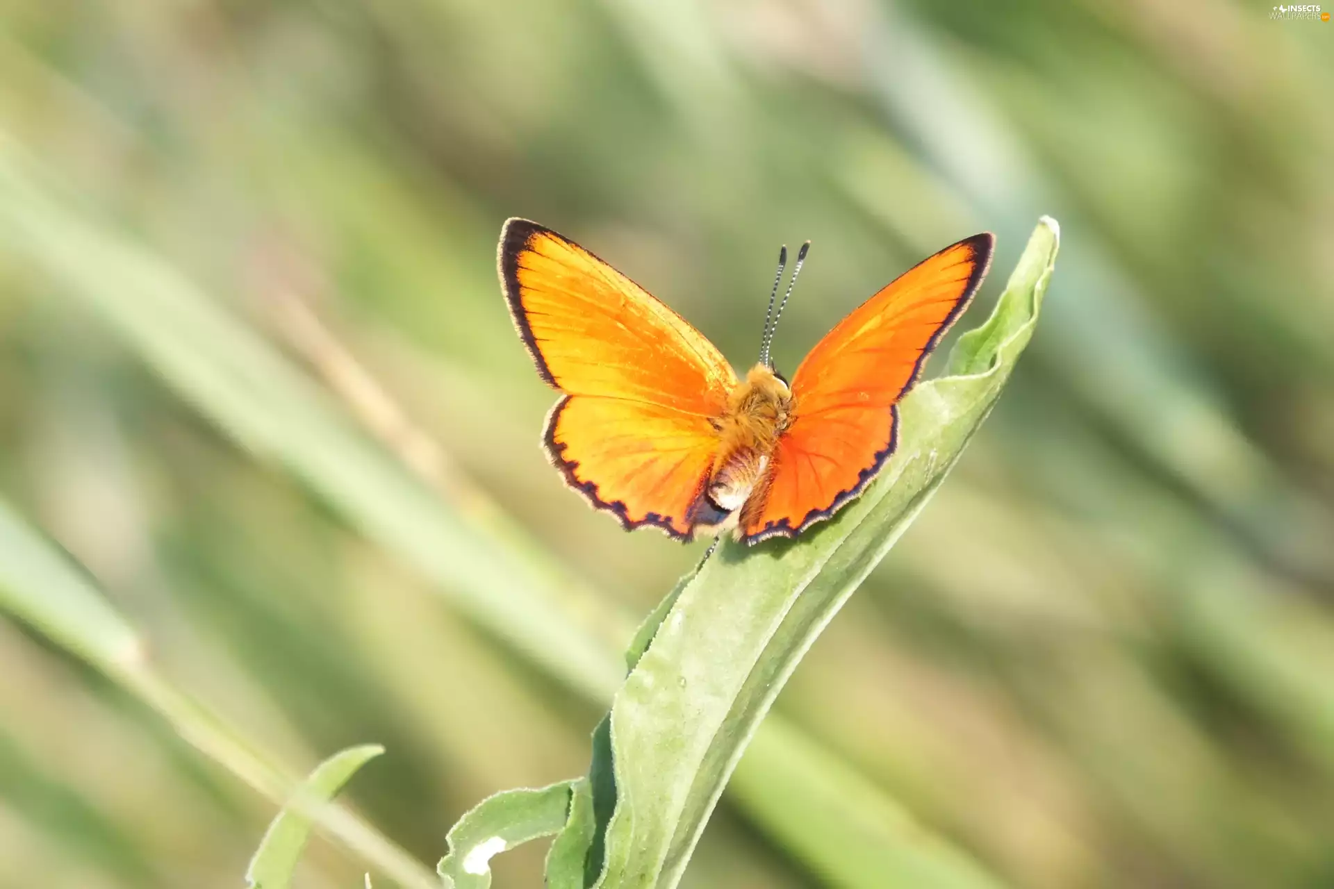 Orange, butterfly