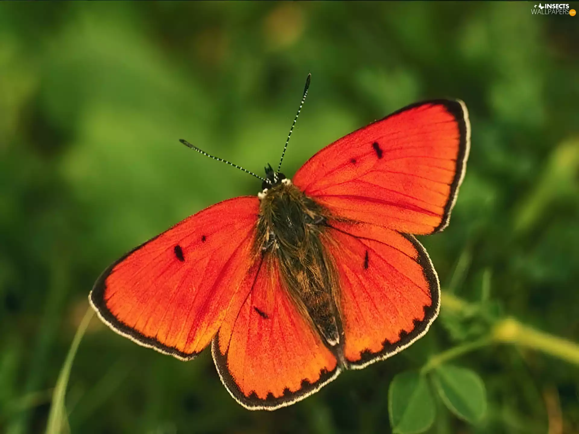 Orange, butterfly