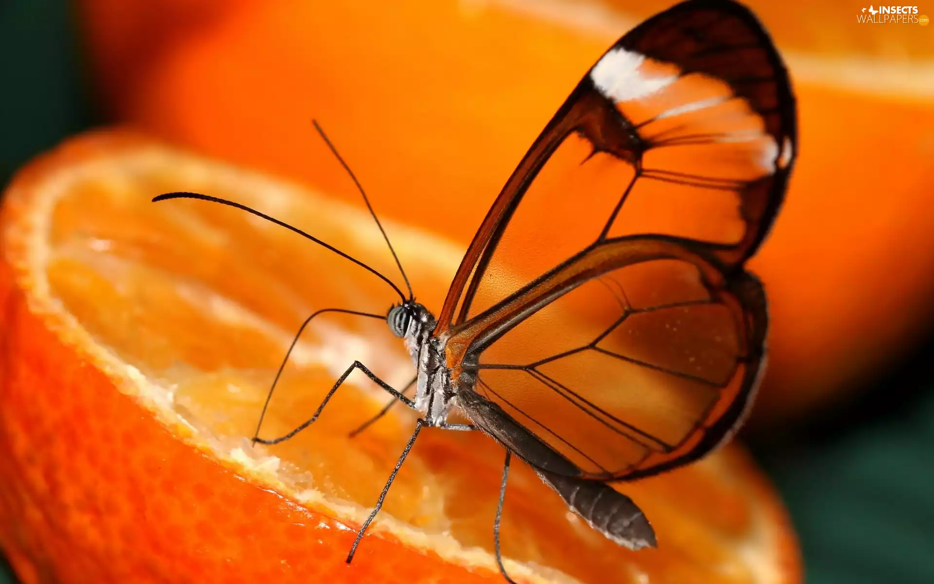 orange, butterfly