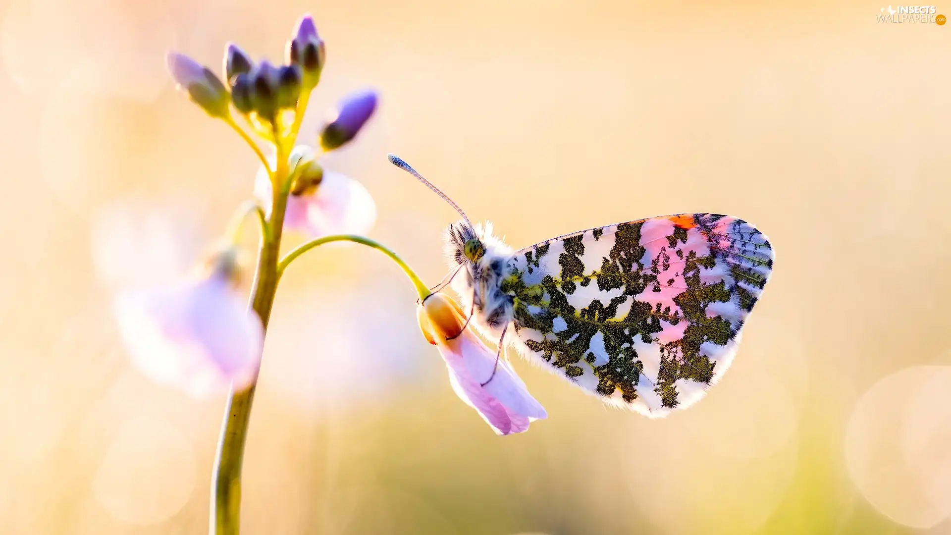 blur, Close, butterfly, Orange Tip, Colourfull Flowers
