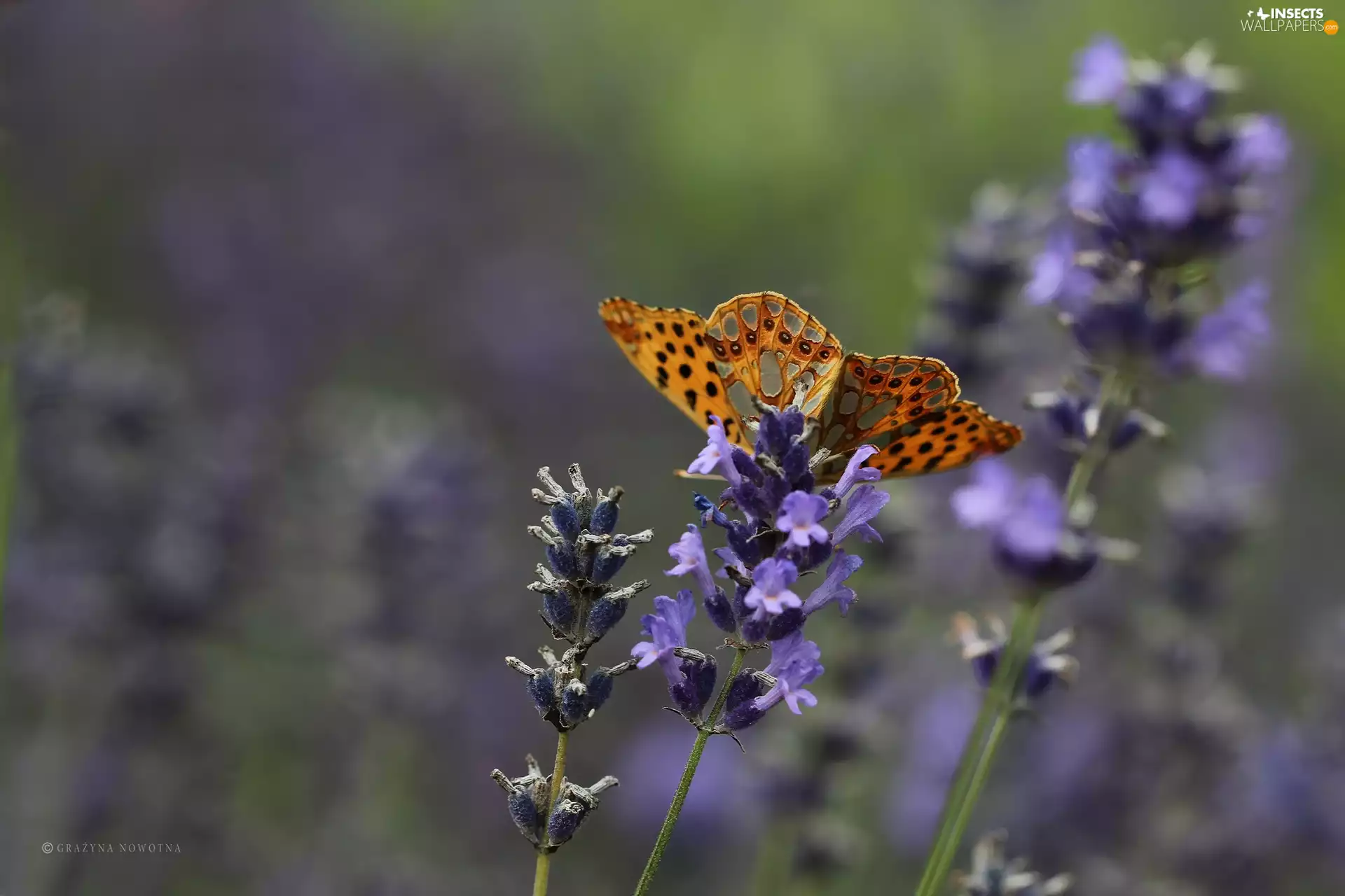 Orange, lavender, butterfly
