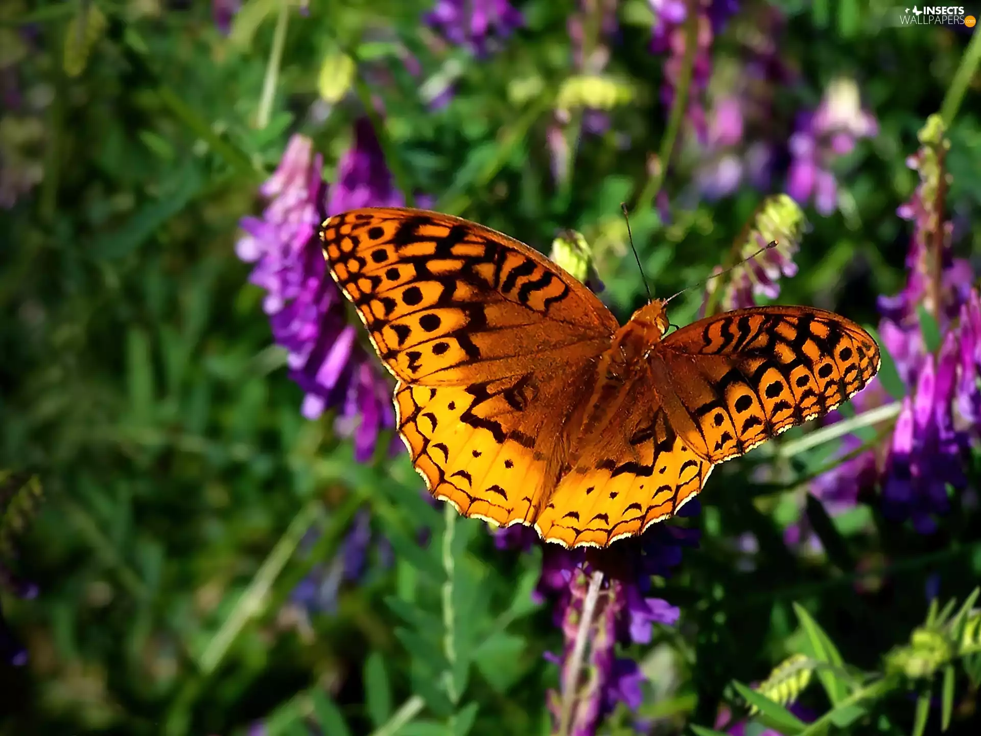 Orange, butterfly