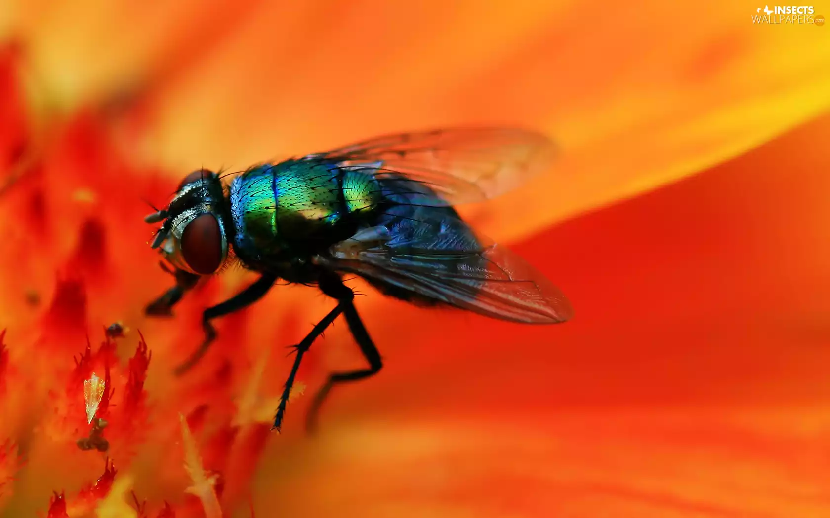 Colourfull Flowers, fly, Orange