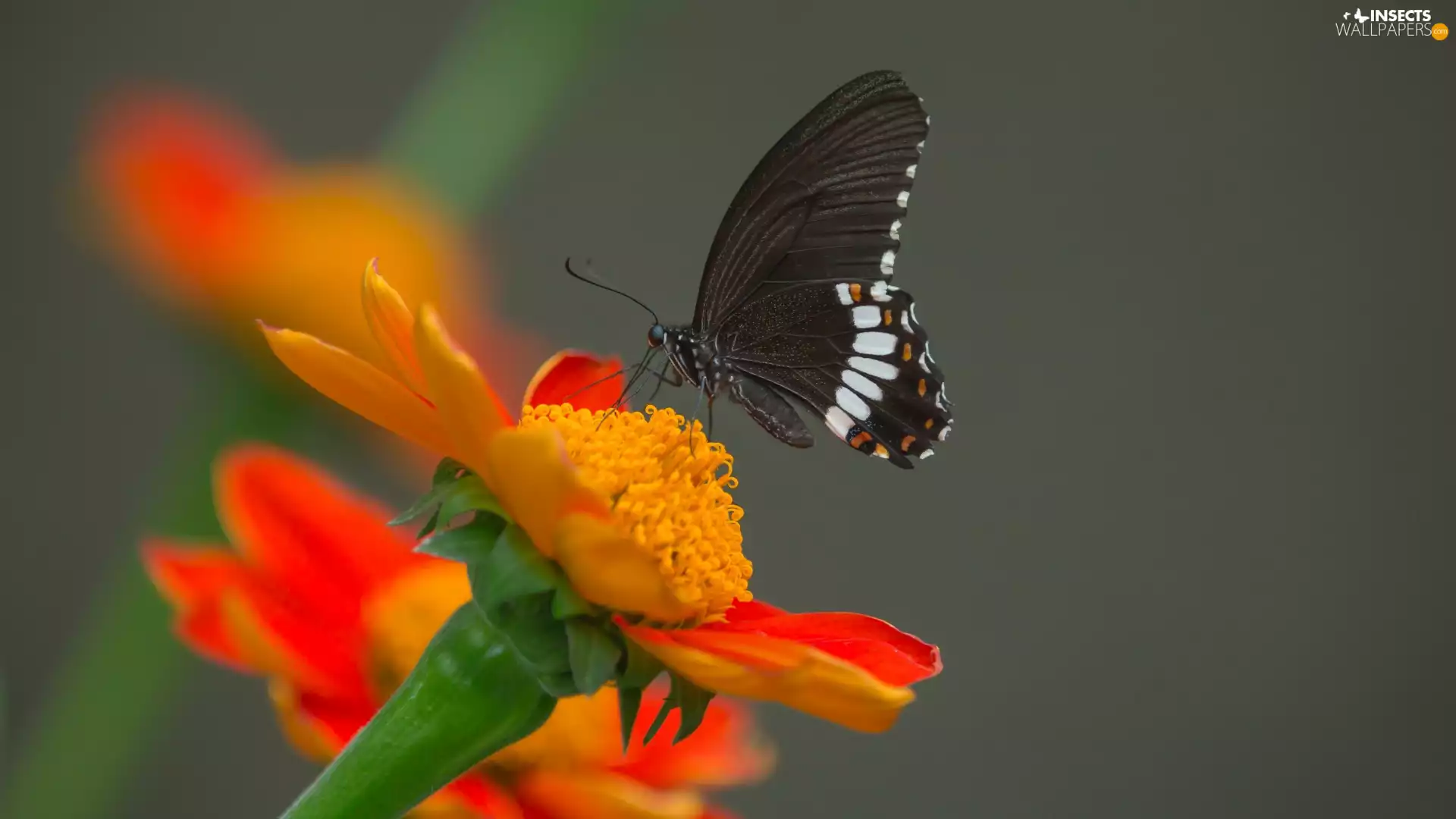 Orange, butterfly, gray, Indian Common Mormon, Black, Colourfull Flowers, background