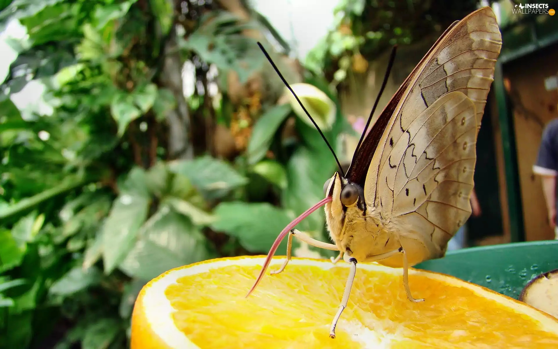 orange, butterfly, Tounge