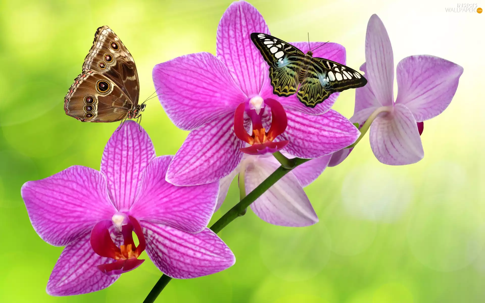 butterflies, twig, Pink, orchid, Colourfull Flowers