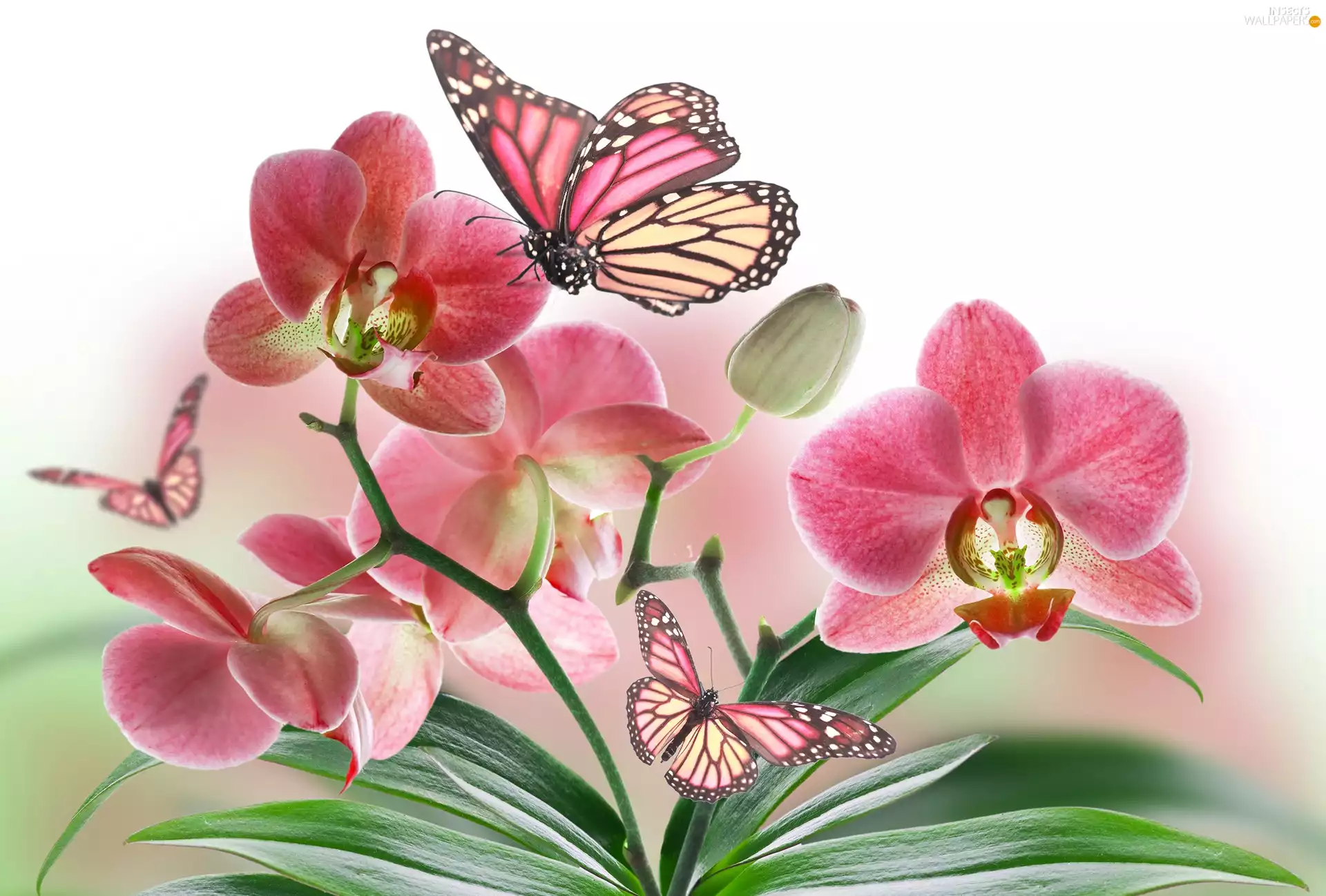 orchids, butterflies