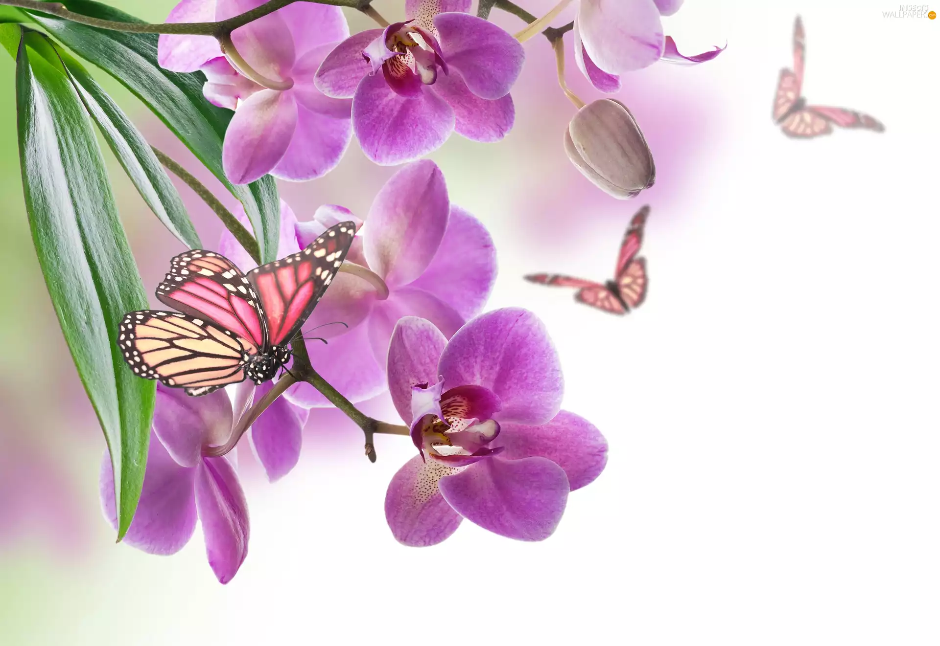 orchids, butterflies