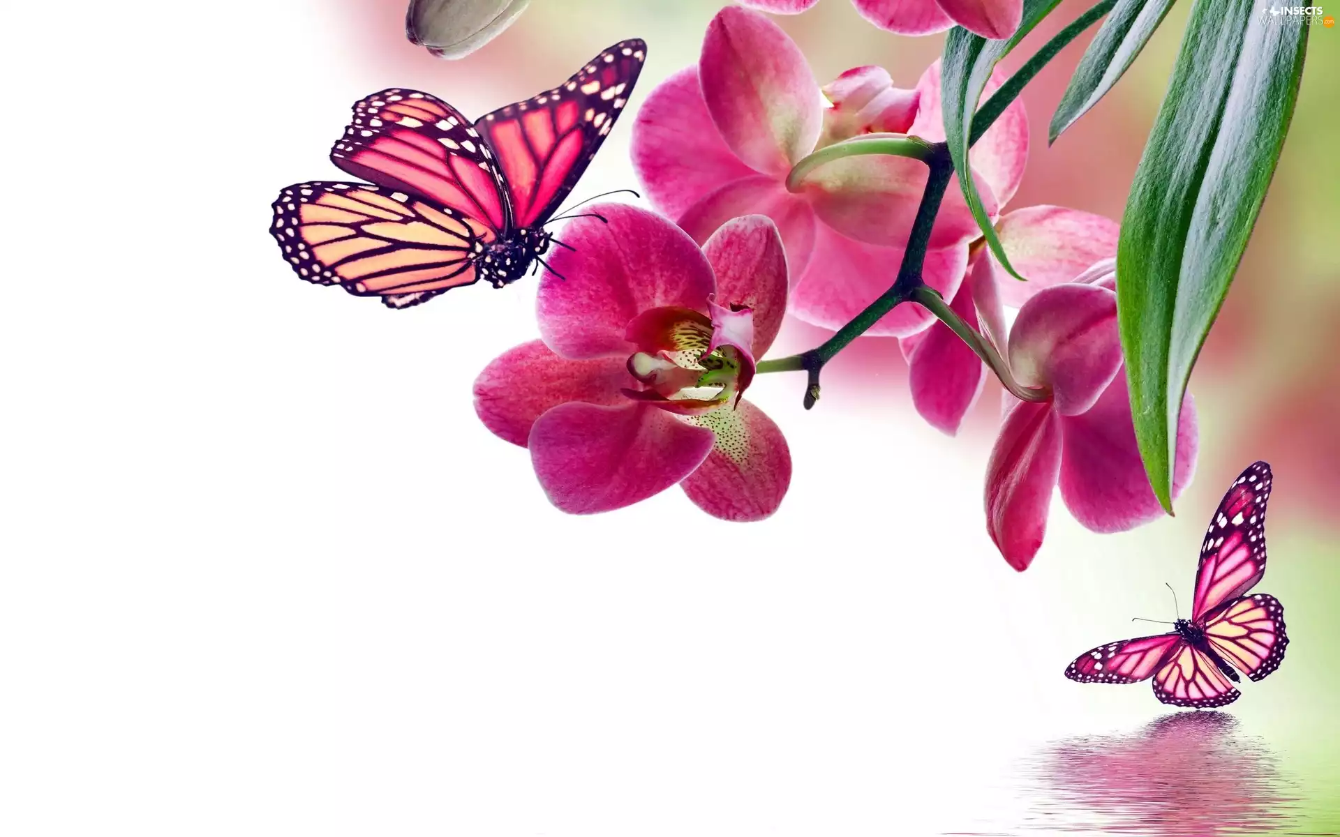 Flowers, orchids, insects, butterflies, animals