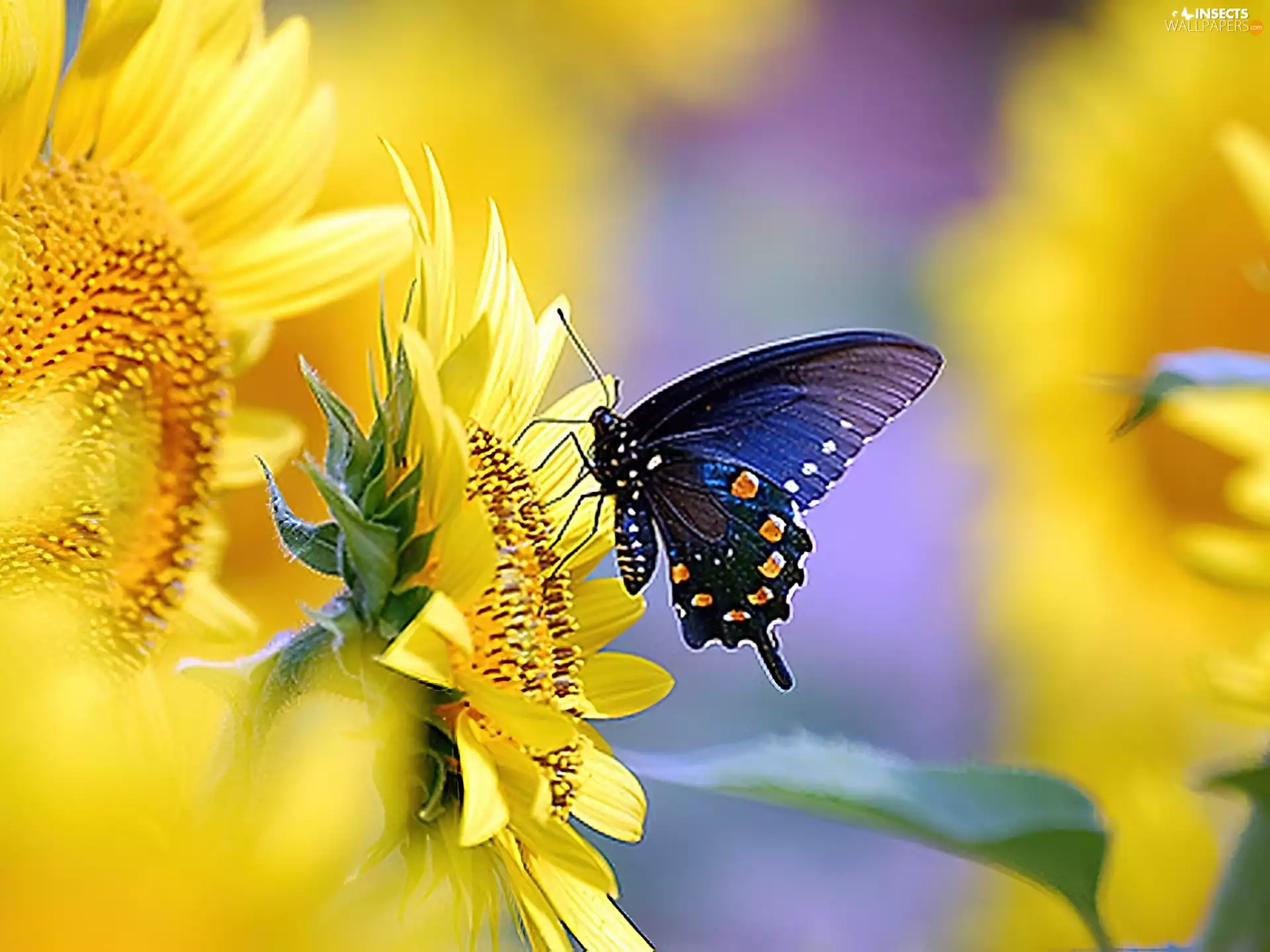 butterfly, Nice sunflowers, ornamental