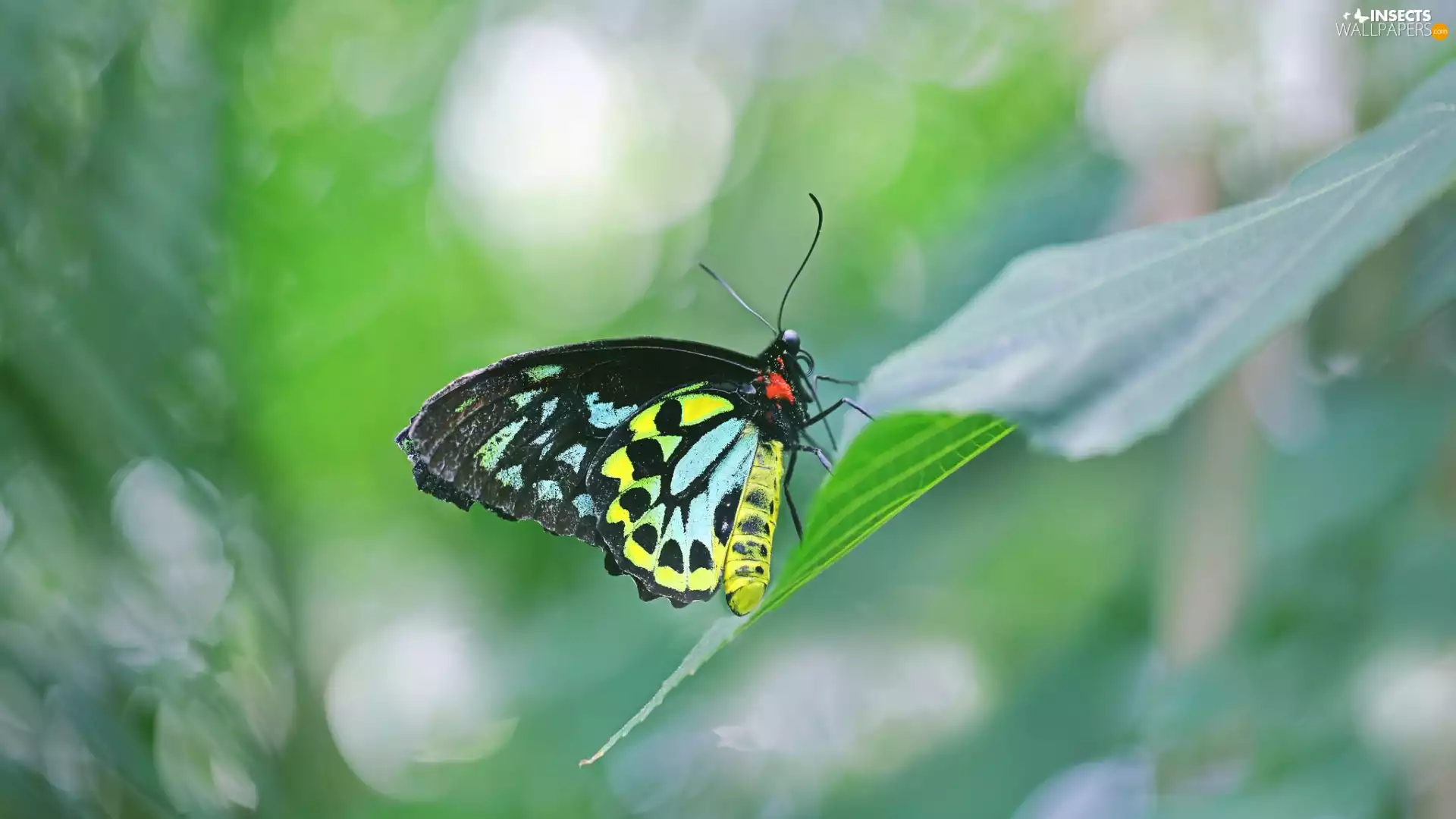 color, Ornithoptera euphorion, leaf, butterfly
