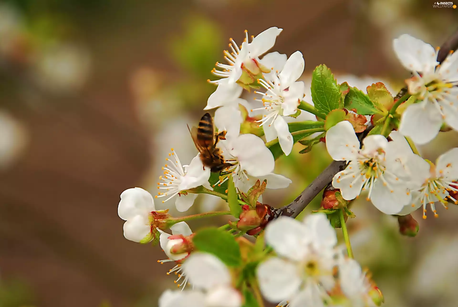 Osowka, Blossoming, cherry
