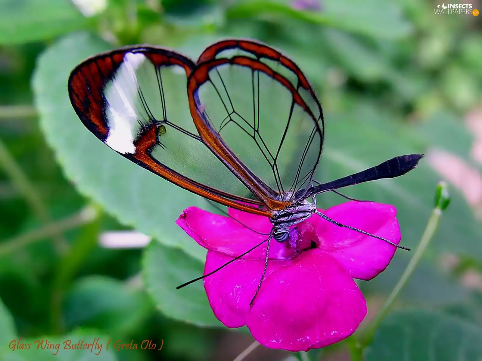 amaranth, butterfly, Greta Oto, Colourfull Flowers