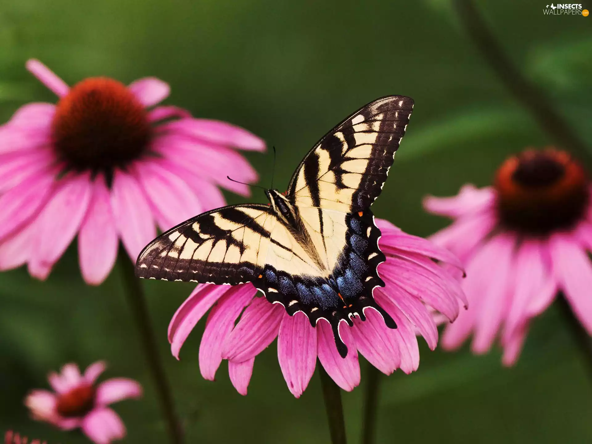 Colourfull Flowers, echinacea, page, sailor, butterfly