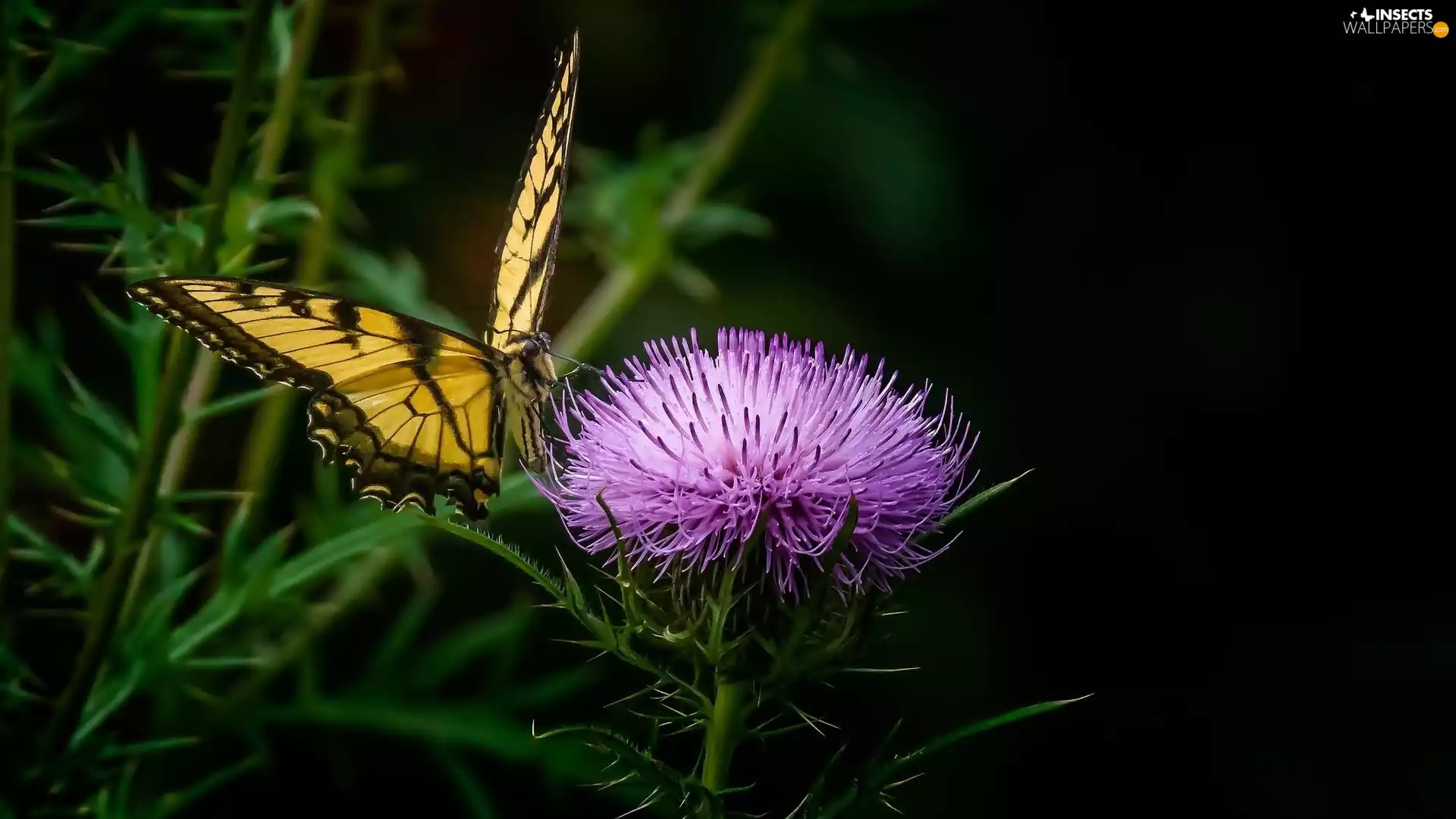butterfly, queen, teasel, page