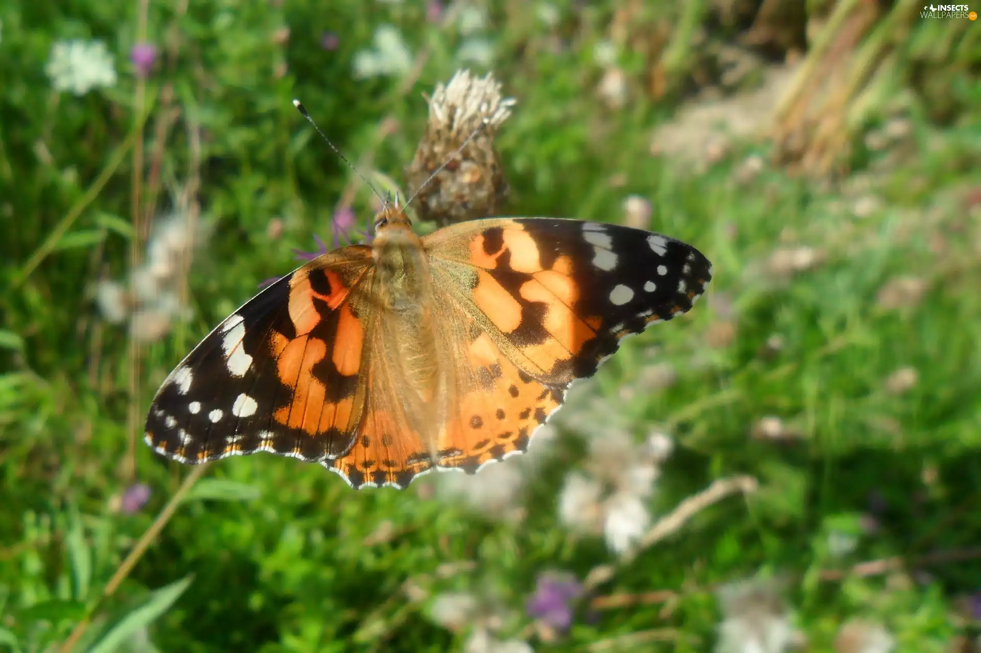 Painted Lady, butterfly