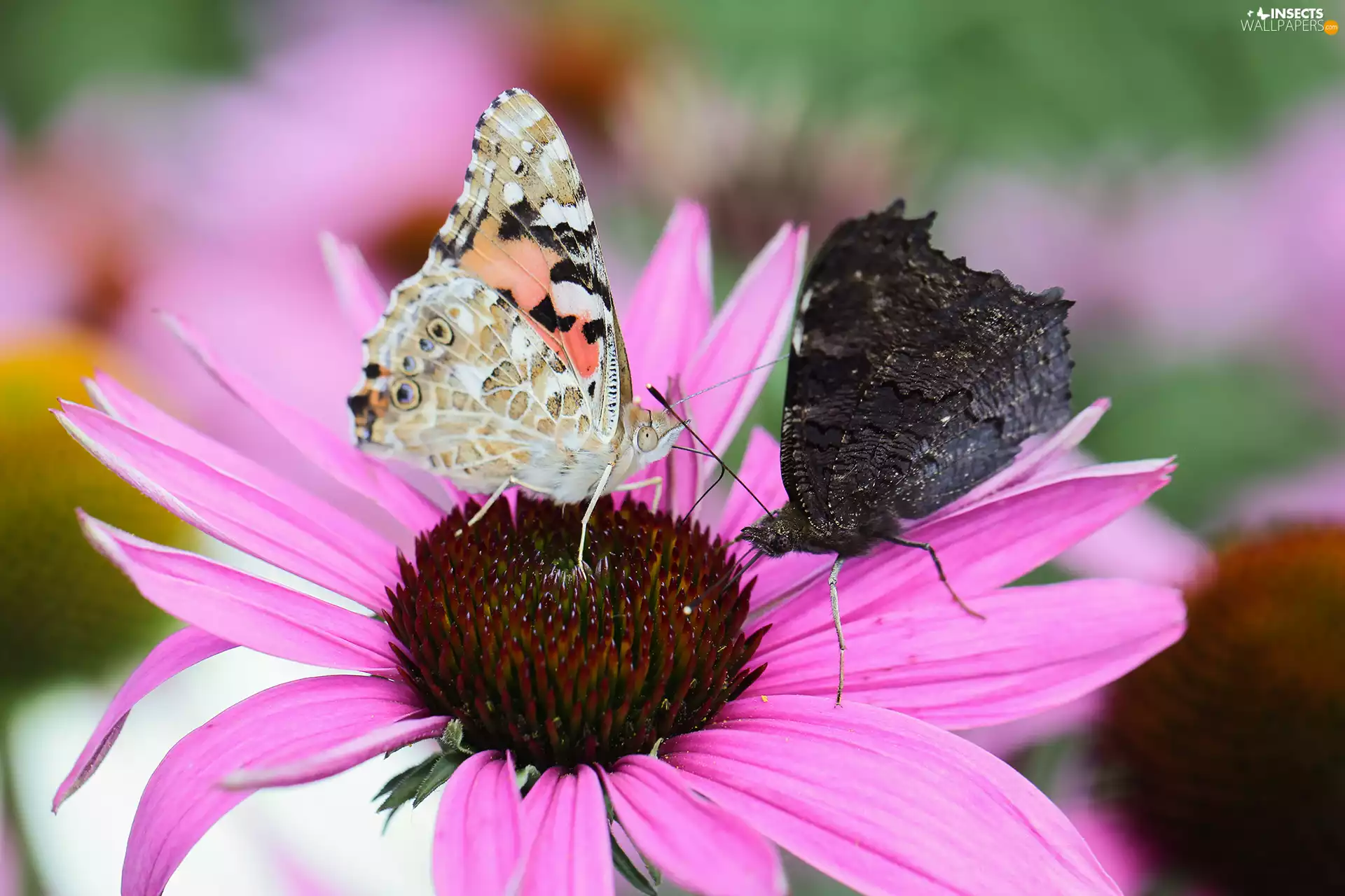 Painted Lady, Two cars, Colourfull Flowers, echinacea, Peacock, butterflies