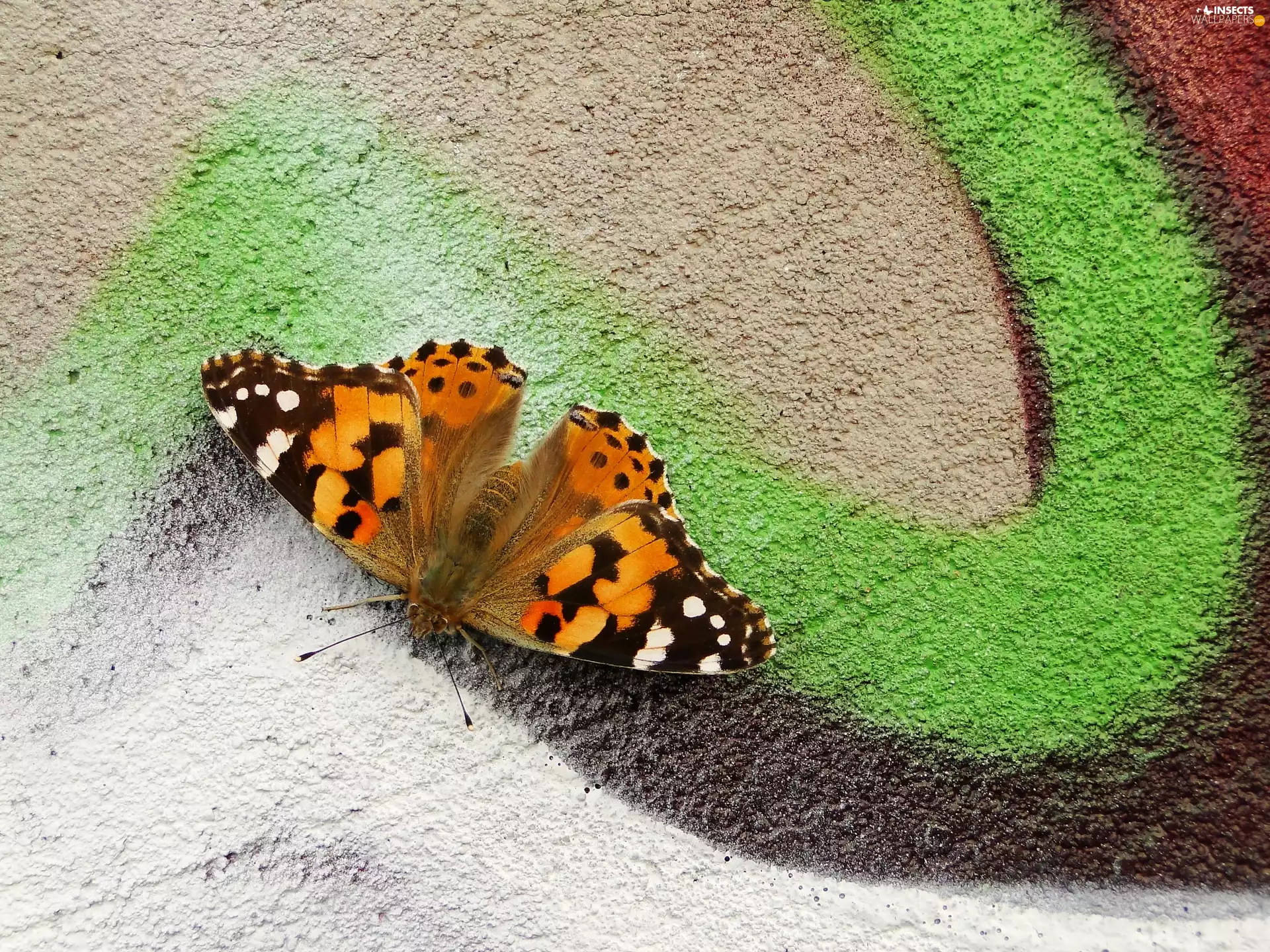 Insect, Painted Lady, Graffiti, butterfly