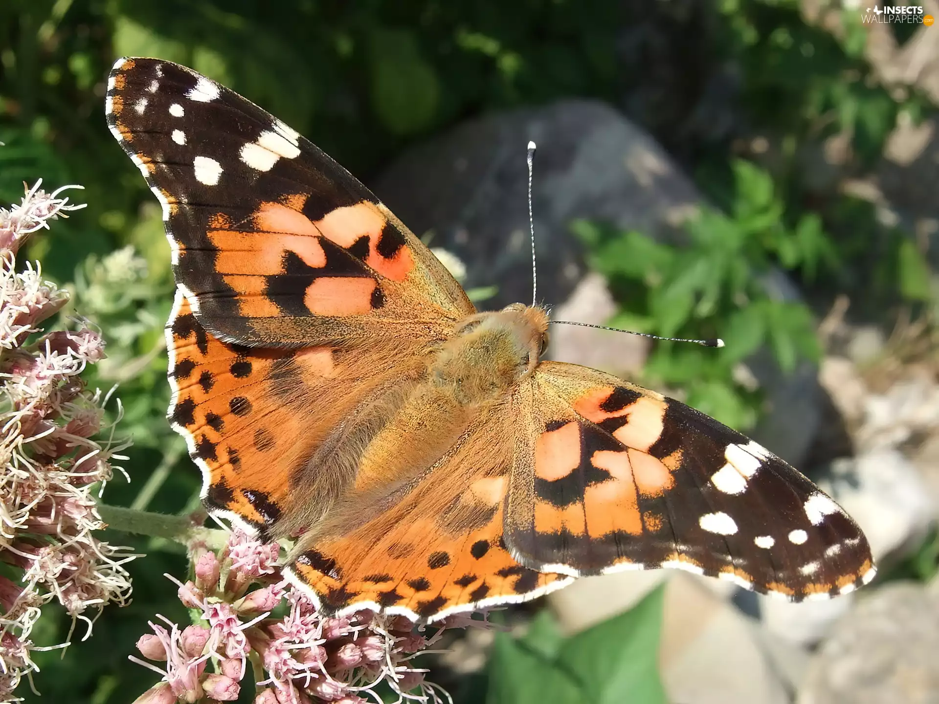 Painted Lady