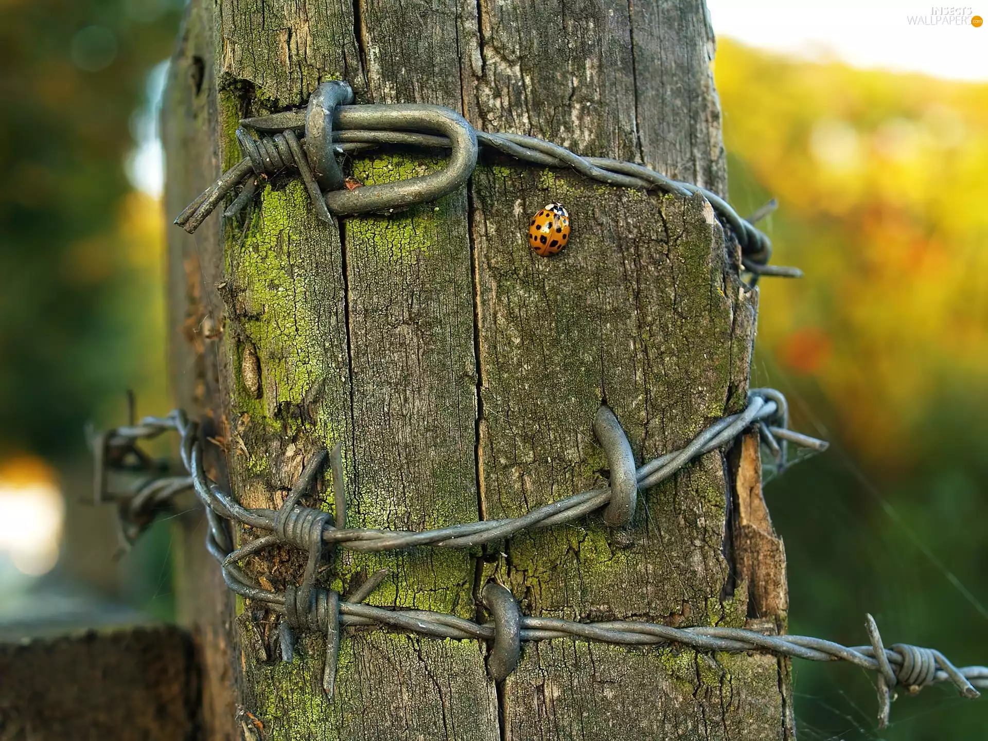 ladybird, prickly, wire, pal