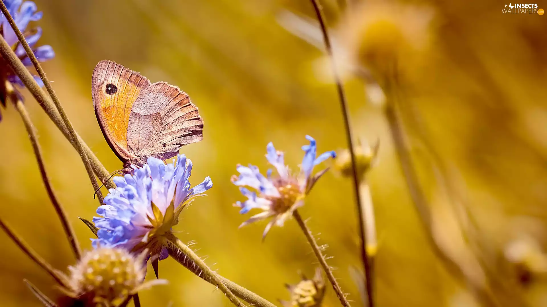 Flowers, butterfly, Coenonympha Pamphilus