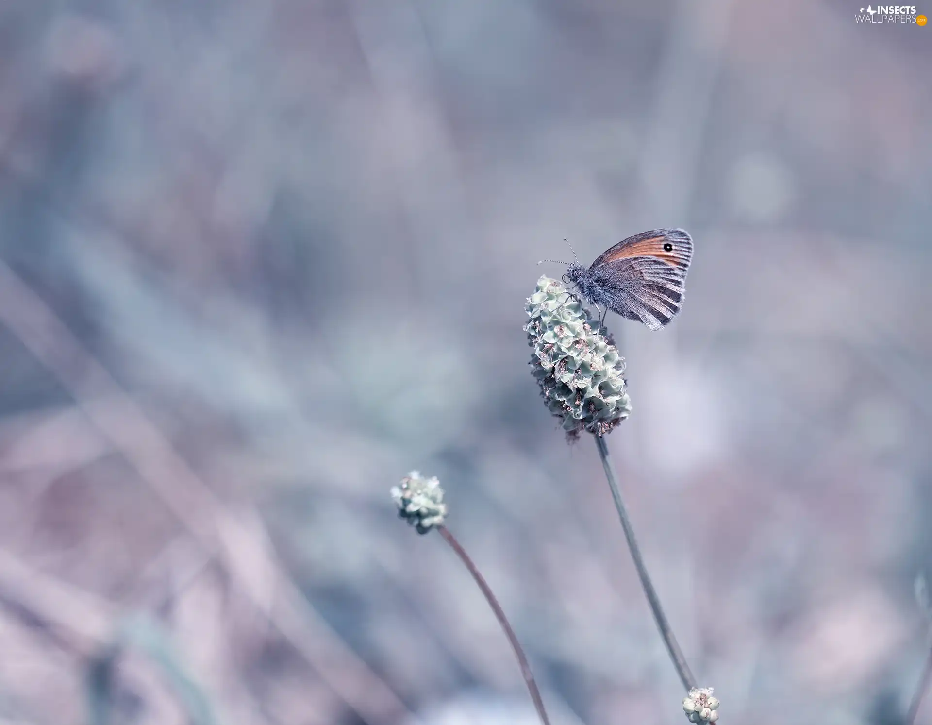 plant, butterfly, Coenonympha Pamphilus