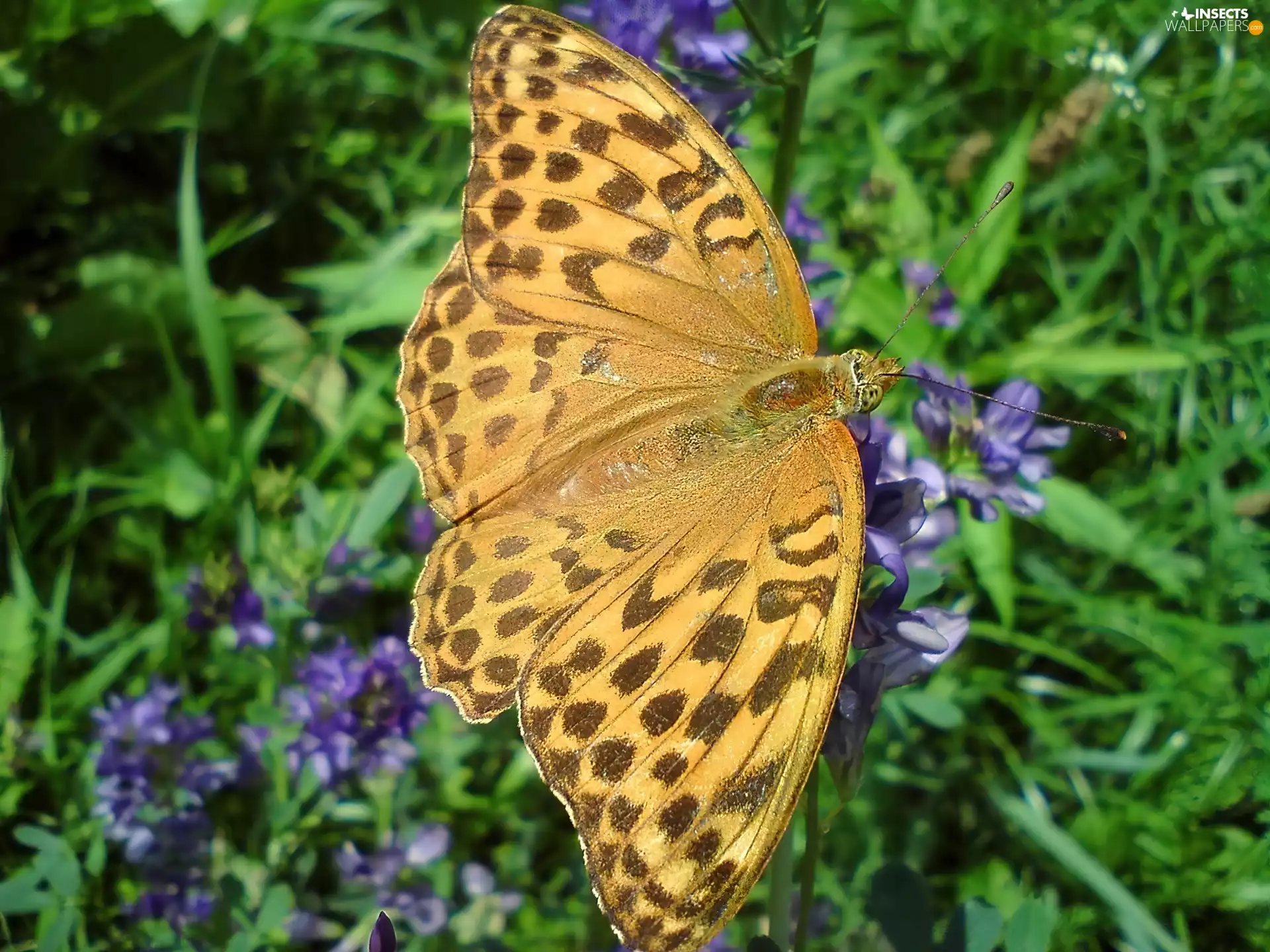 argynnis, Paphia, Orange, butterfly, brightly