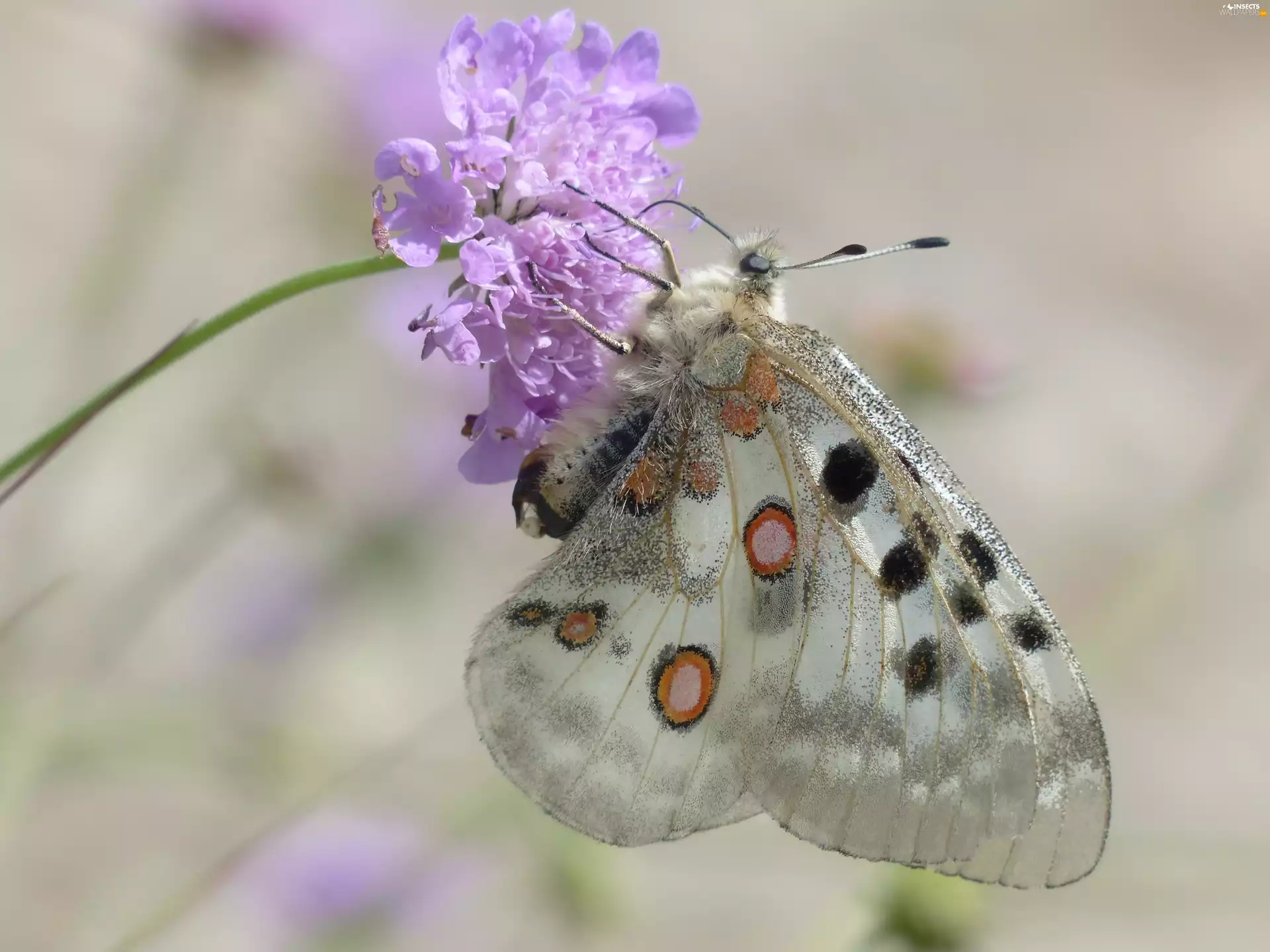 Violet, Colourfull Flowers, Parnassius, Apollo, butterfly