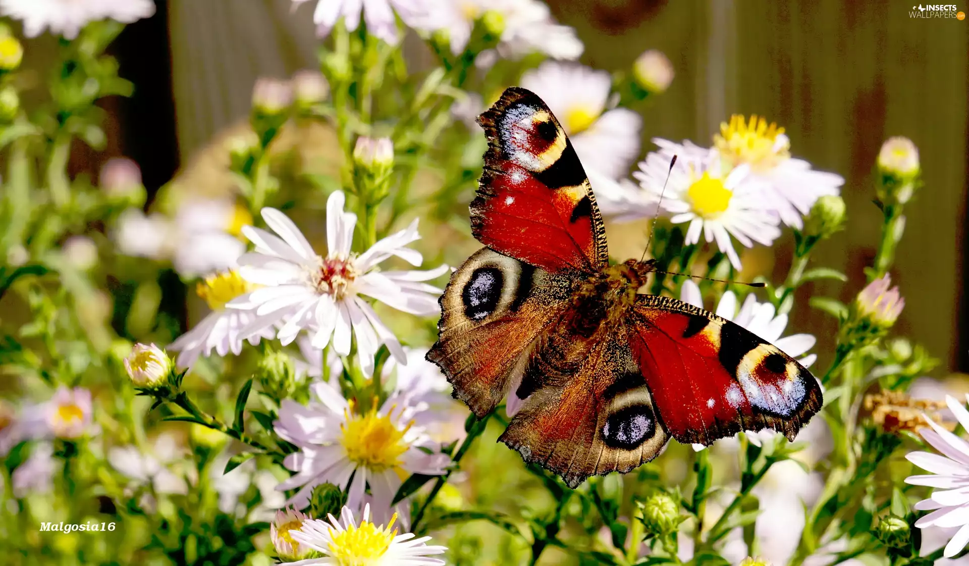butterfly, Peacock, Astra, color, Flowers