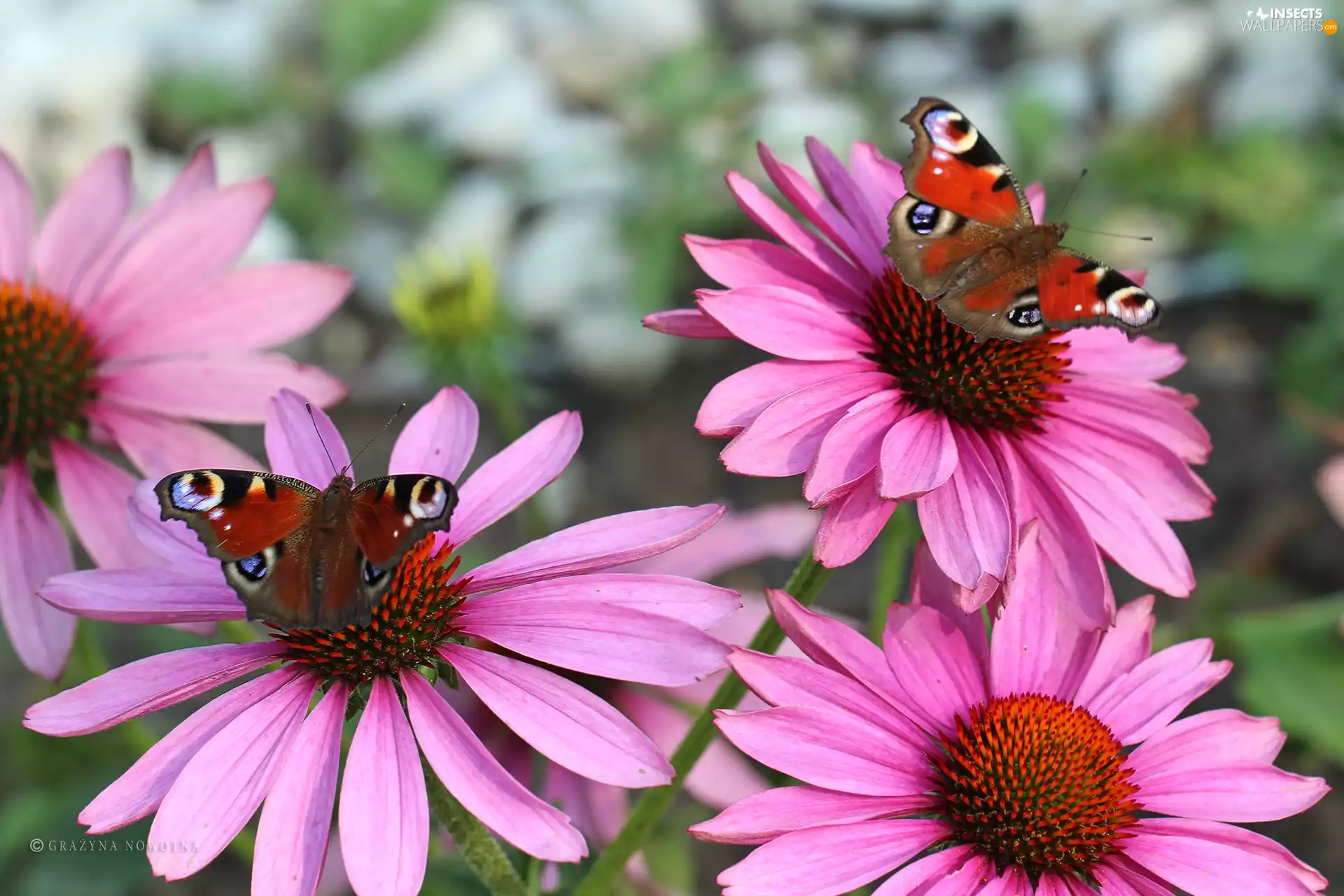 butterflies, Flowers, echinacea, Peacock