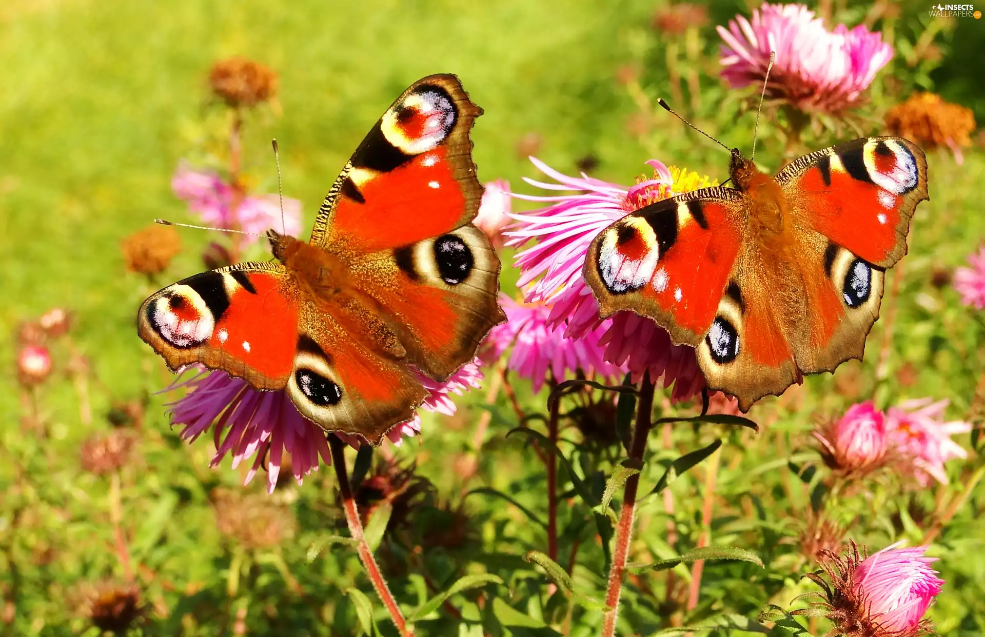 Peacock, insects, butterflies