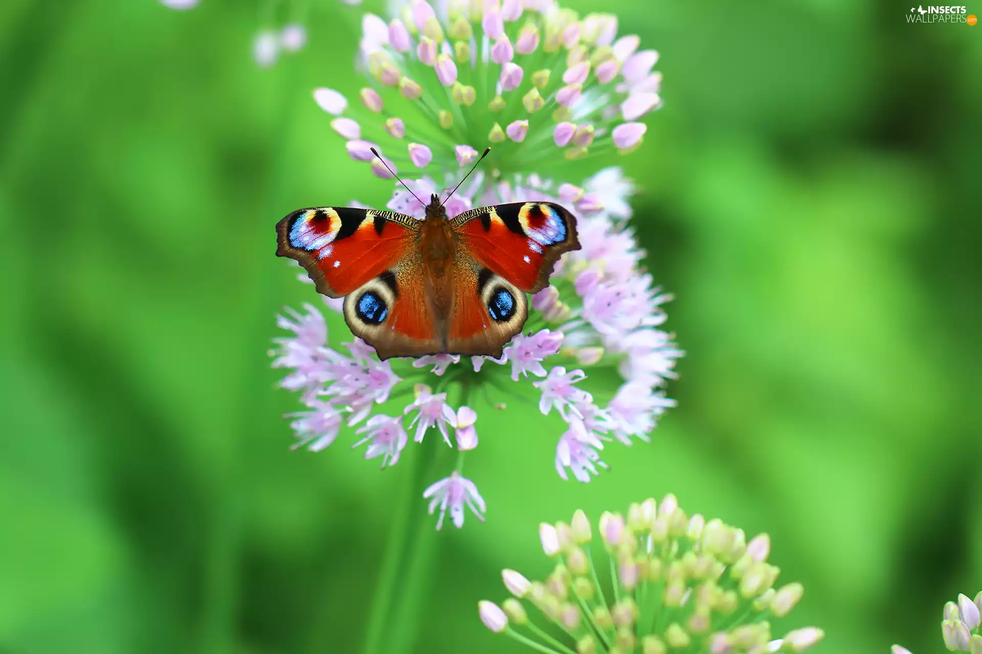 Peacock, Allium, butterfly