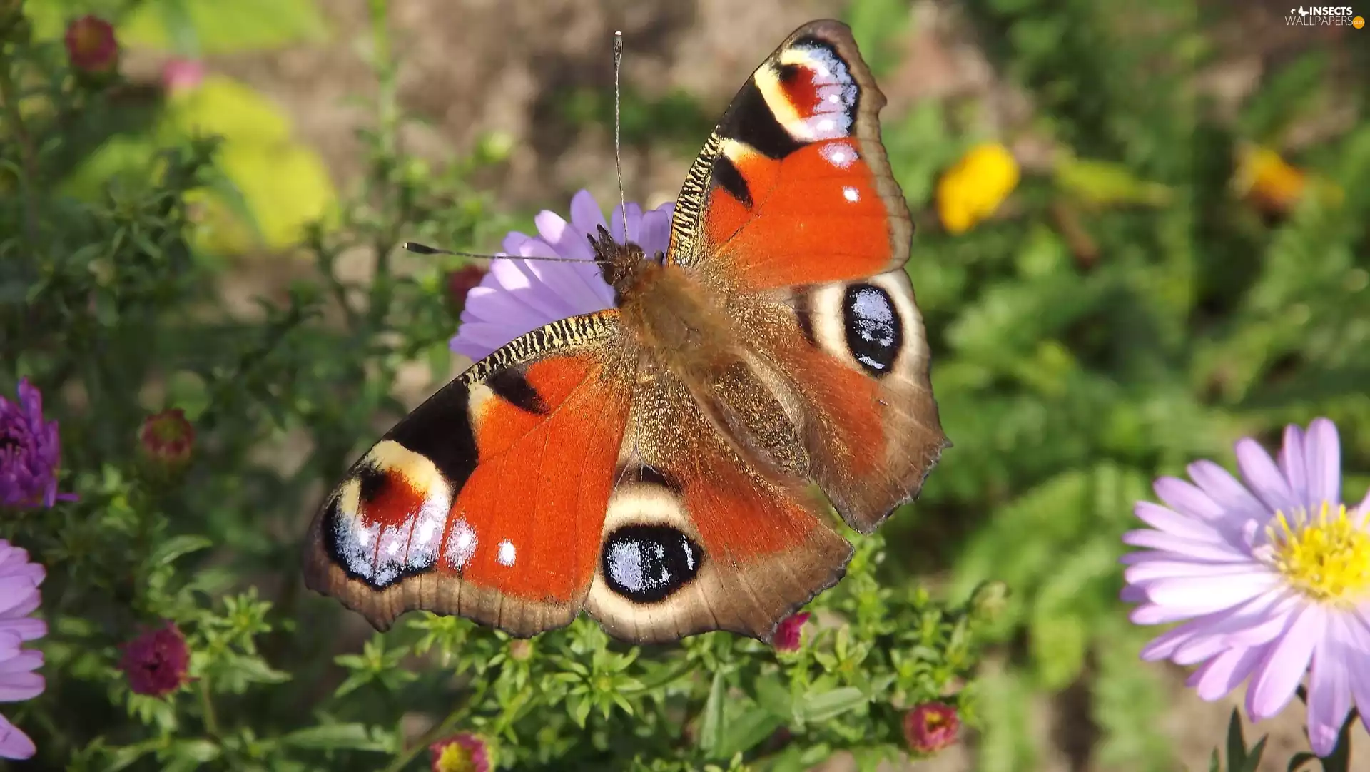 butterfly, Violet, Aster, Peacock