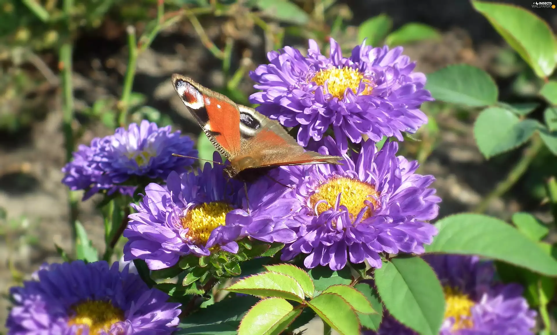 butterfly, Flowers, Astra, Peacock
