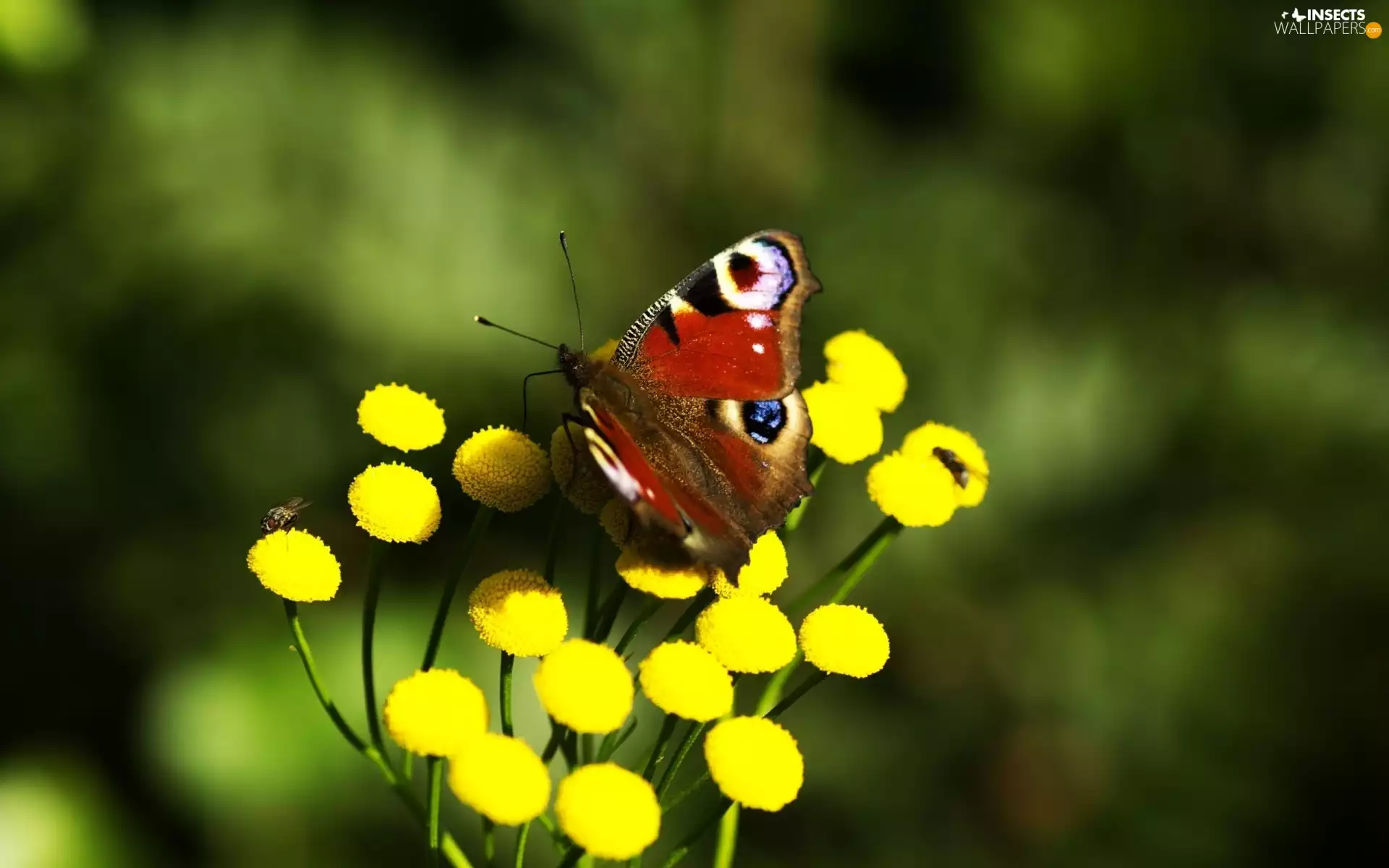 butterfly, Yellow, Flowers, Peacock