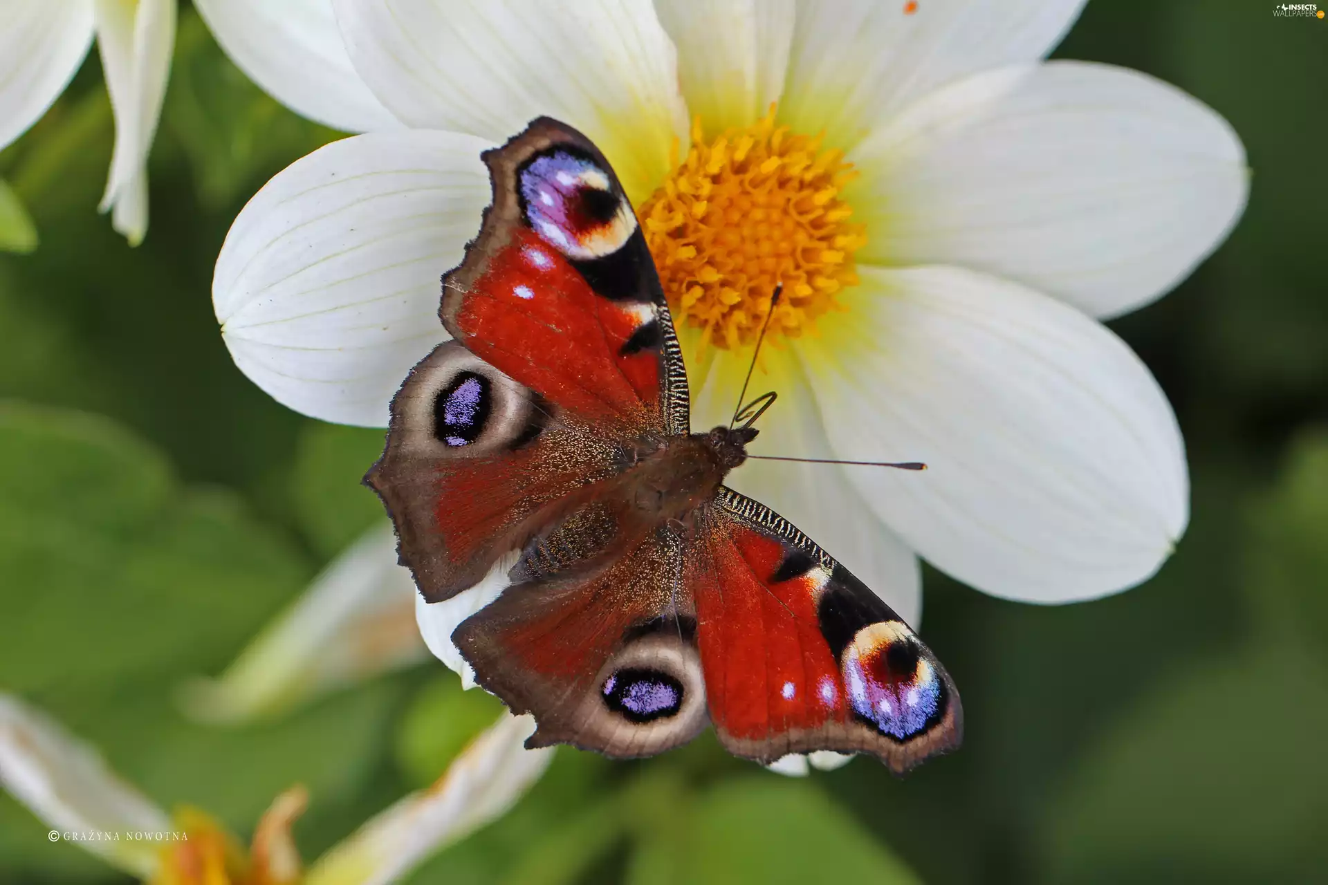 butterfly, Red, Insect, Peacock