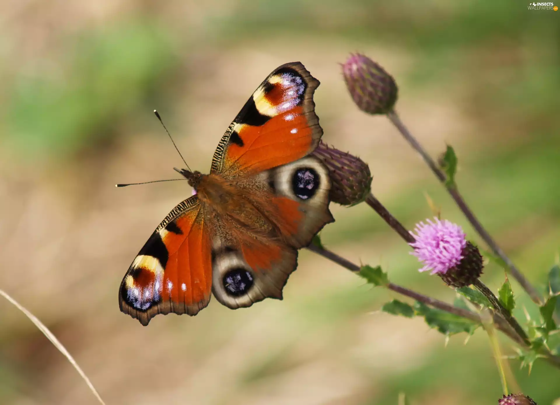 Peacock, teasel