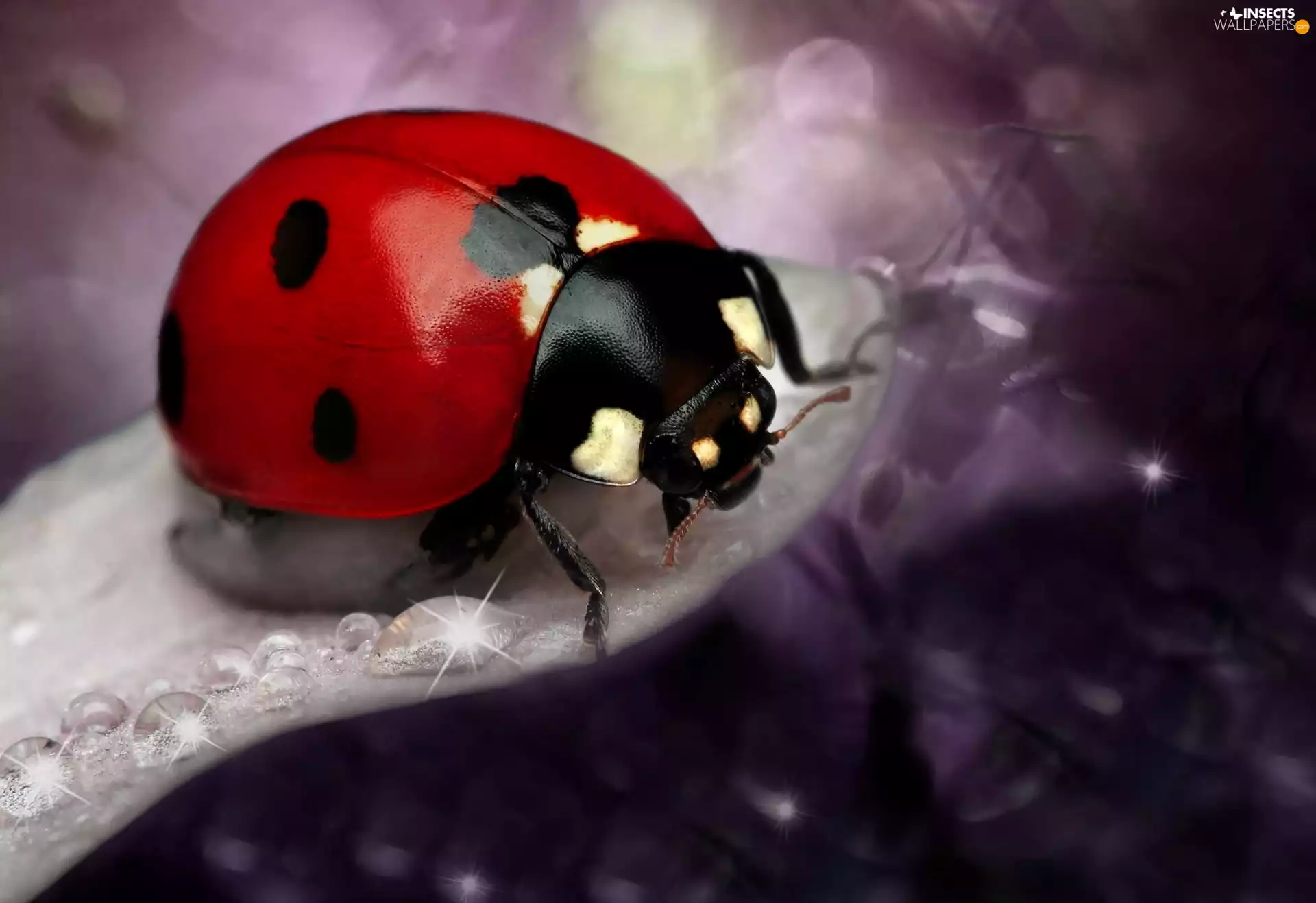 ladybird, flower, drops, petal