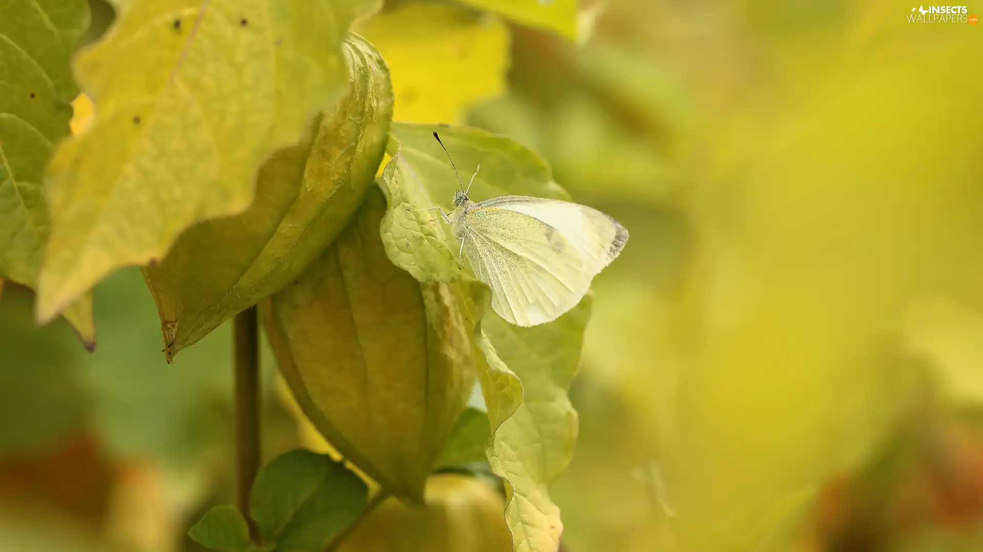 butterfly, Insect, physalis bloated, Cabbage