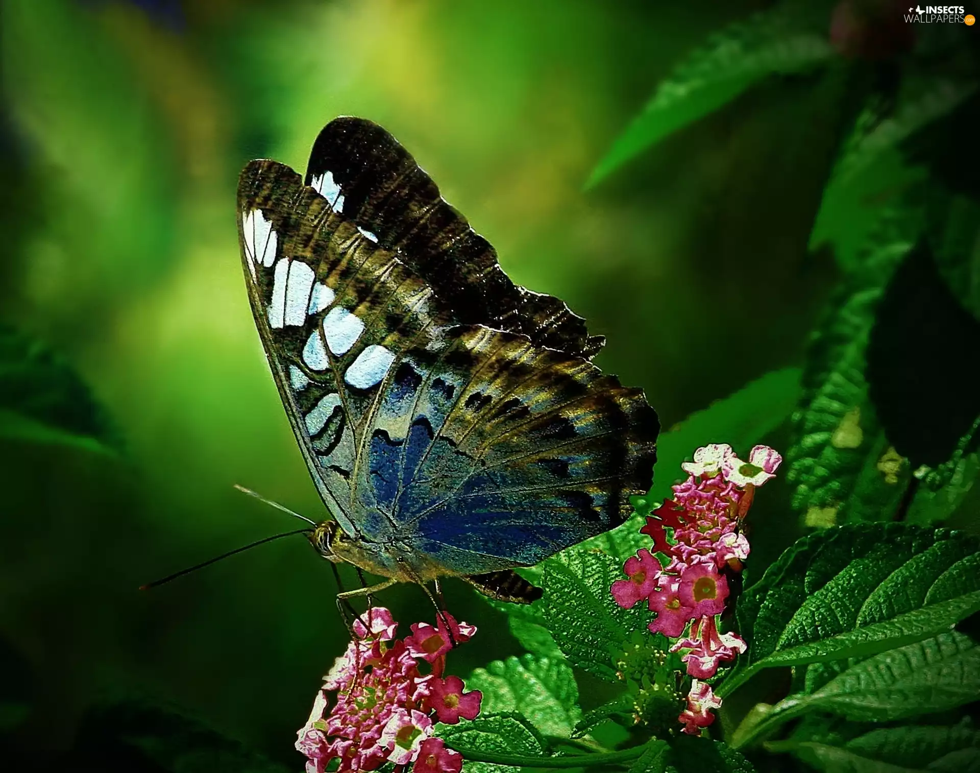 butterfly, Flowers, Leaf, Pink