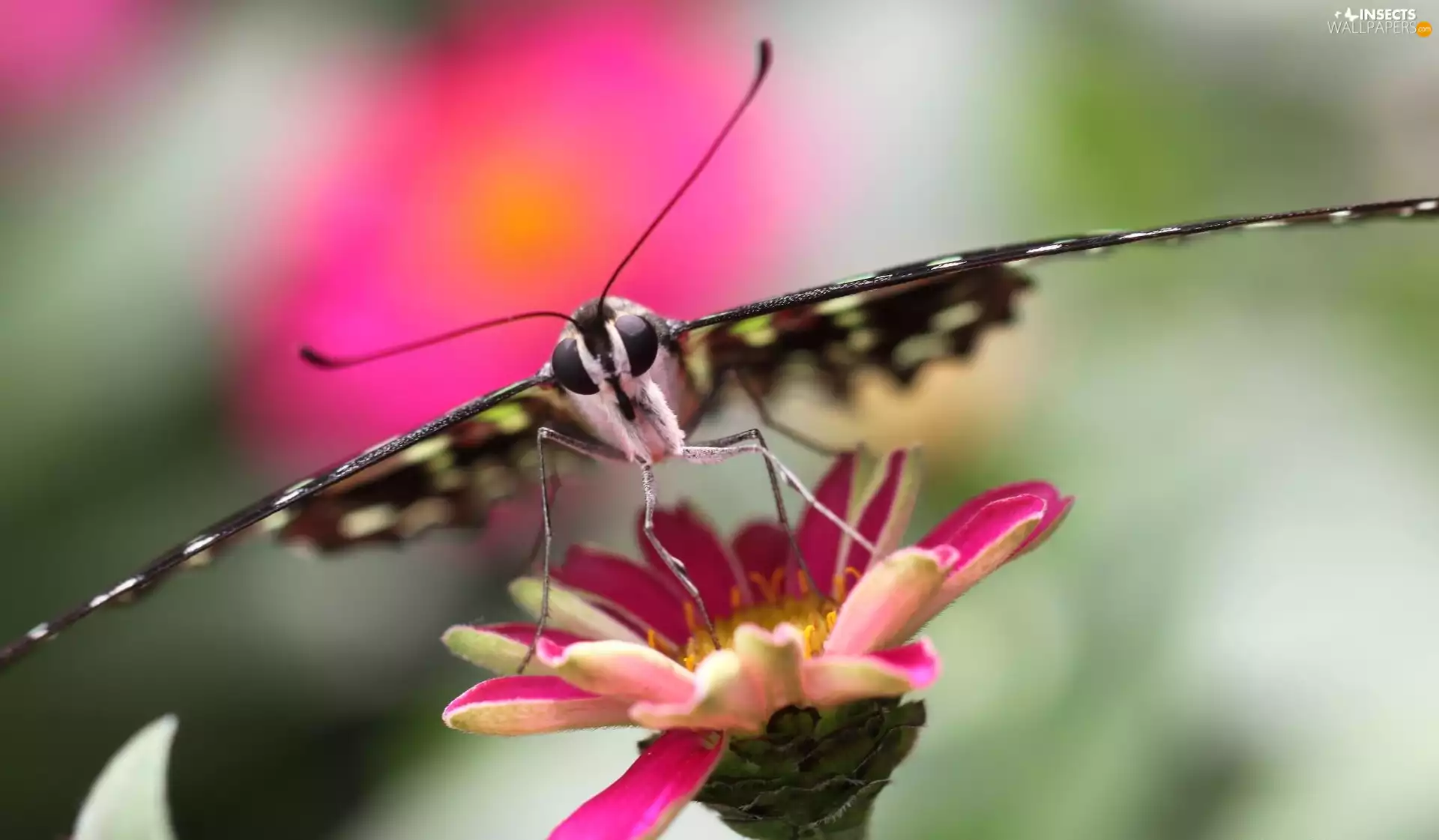 Colourfull Flowers, butterfly, Pink