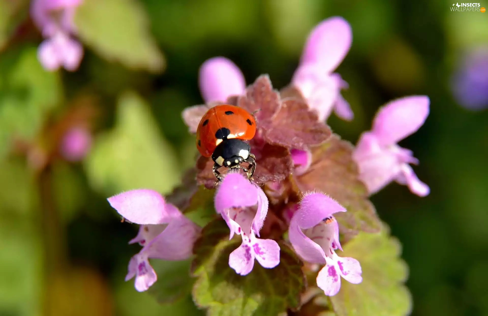Colourfull Flowers, ladybird, Pink